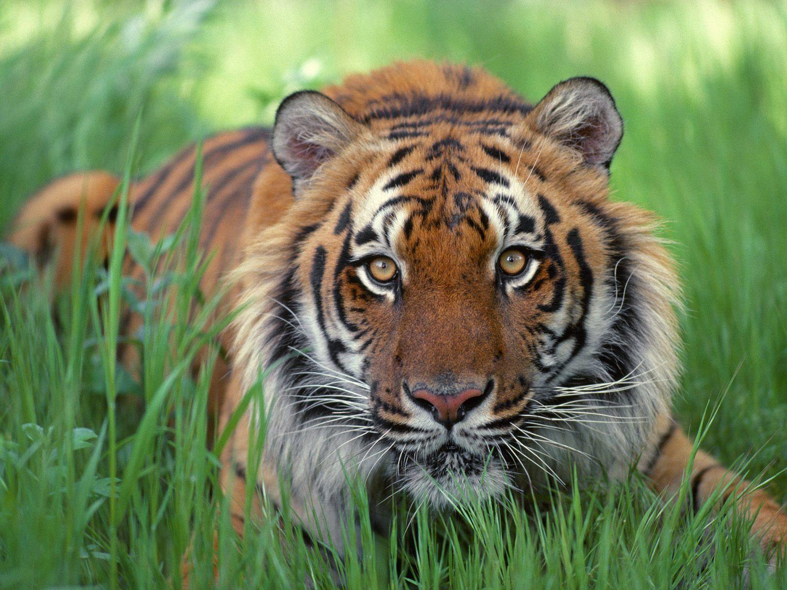 Watchful Eyes Bengal Tiger Wallpaper Tigers Animals Wallpaper