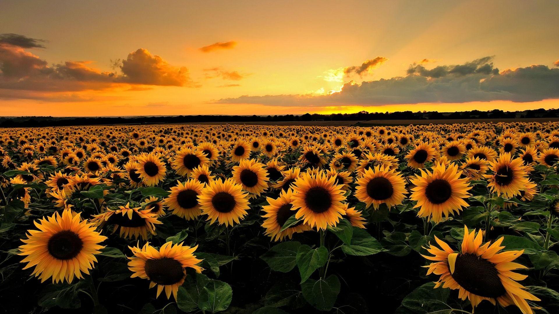 Field of Sunflowers Wallpaper by HD Wallpaper Daily