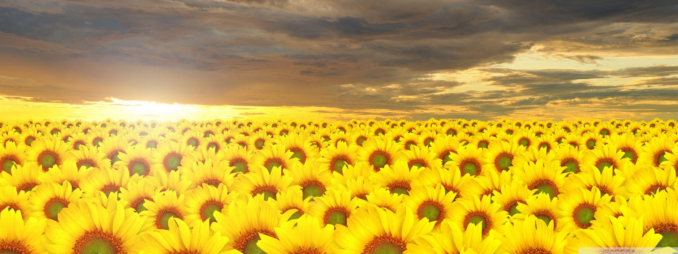 Sunflowers Field ❤ 4K HD Desktop Wallpaper for 4K Ultra HD TV