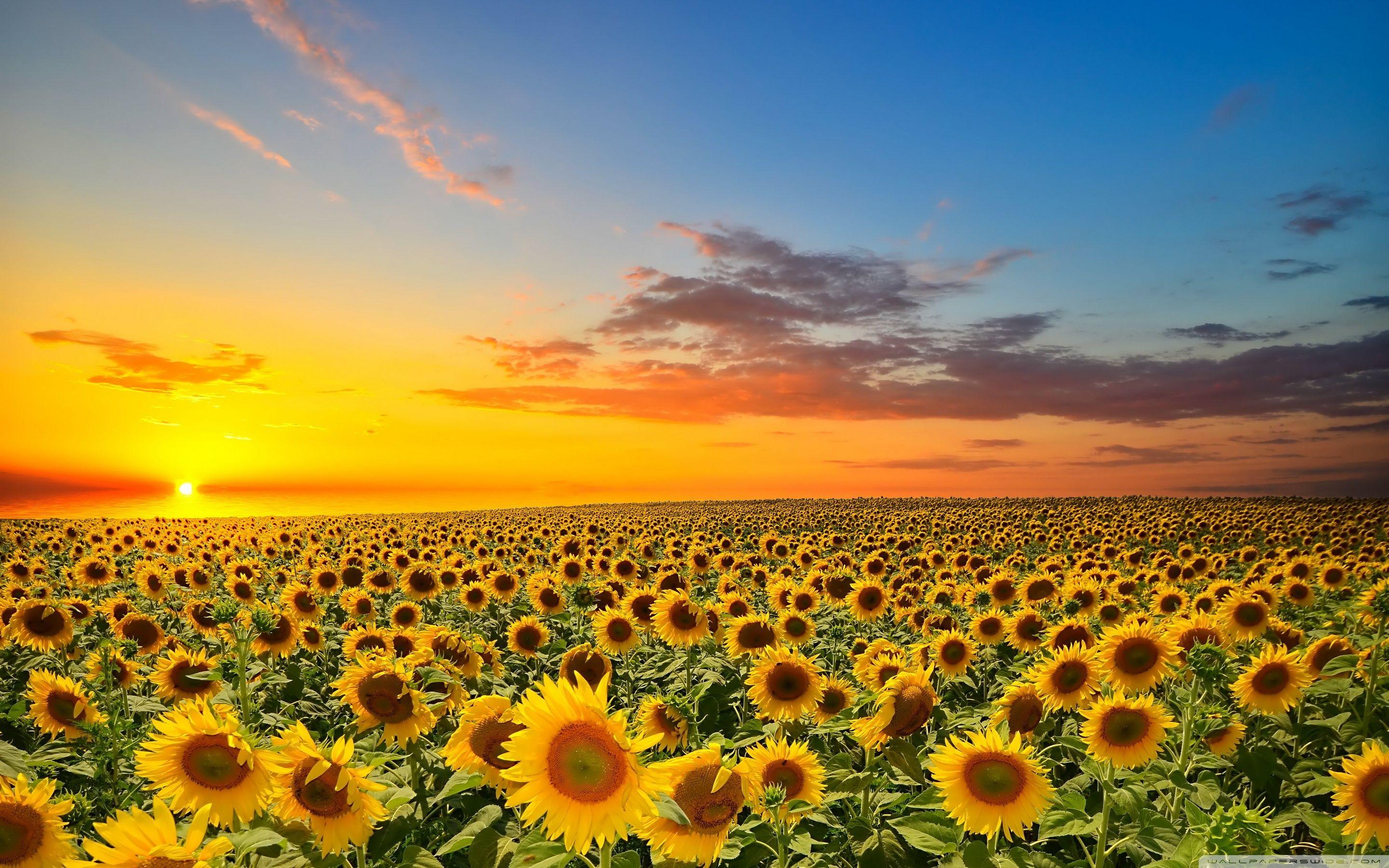 Sunset Over Sunflowers Field ❤ 4K HD Desktop Wallpaper for 4K