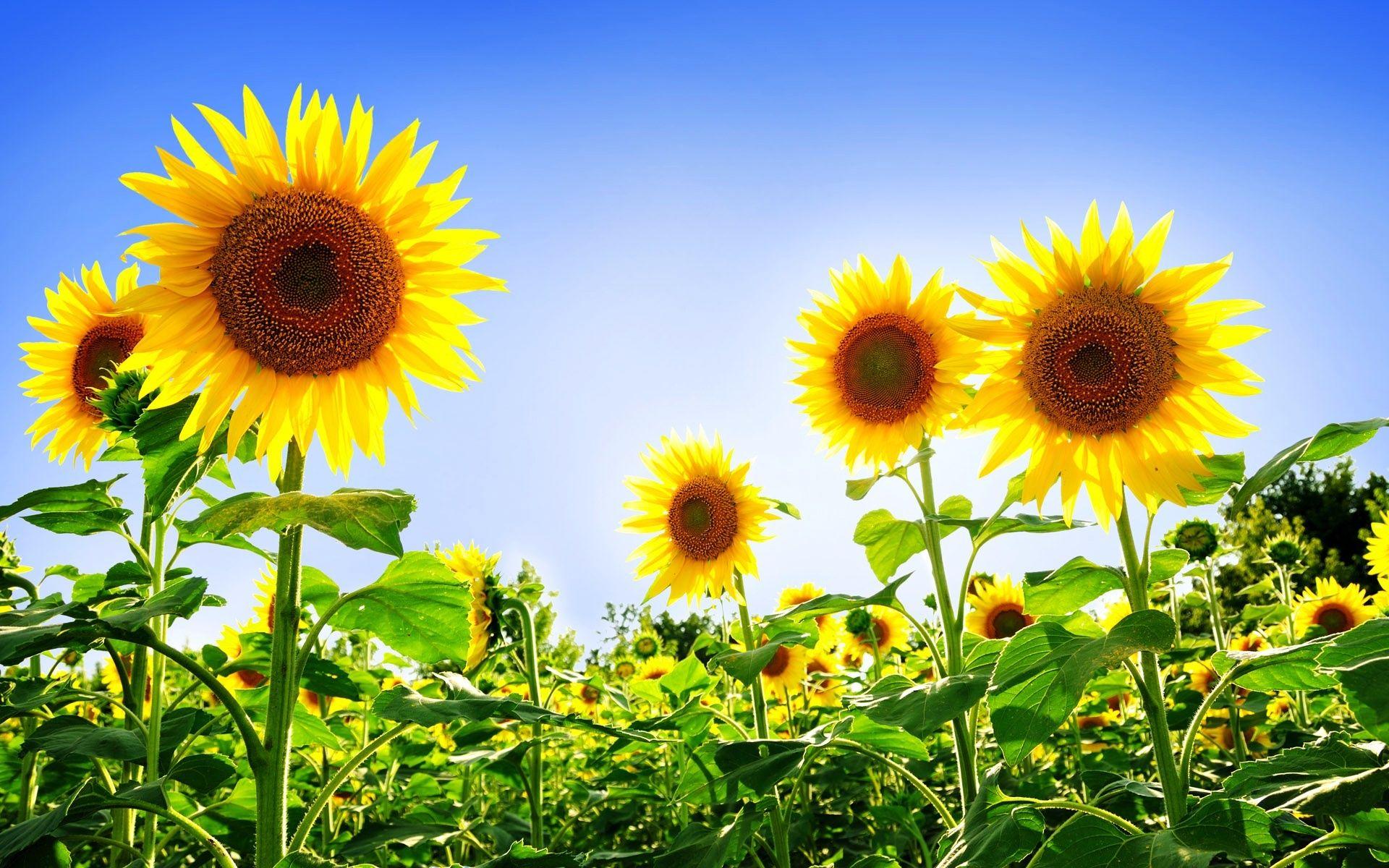 Sunflower Field HD wallpaper