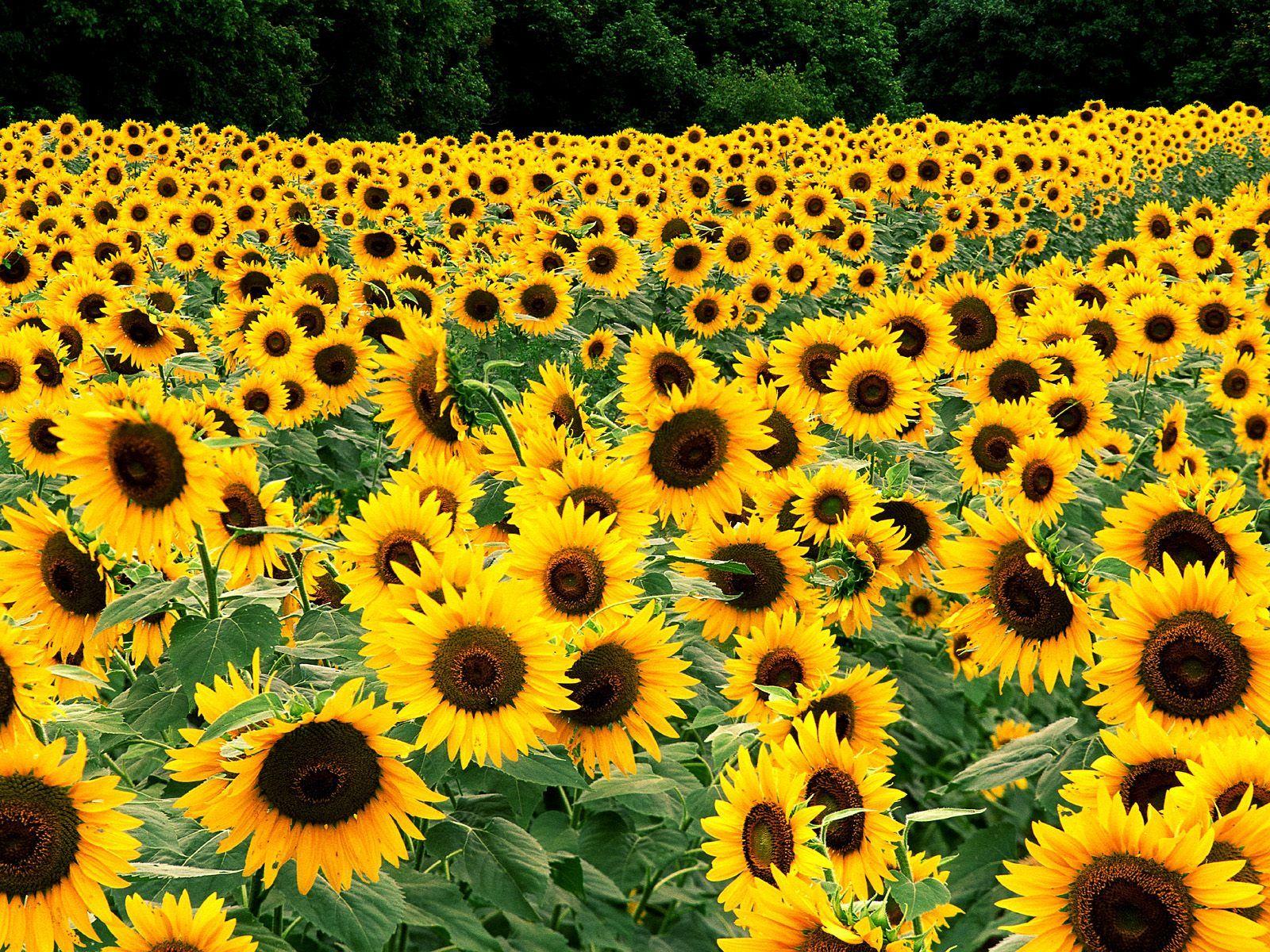 Field of Sunflowers Wallpaper