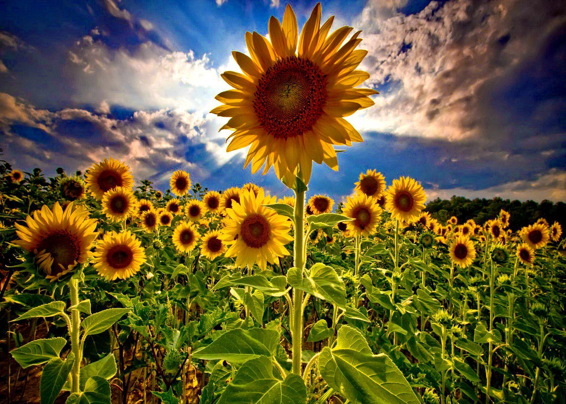 Sunflowers HD Wallpaper, PC Sunflowers HD Wallpaper Most Beautiful