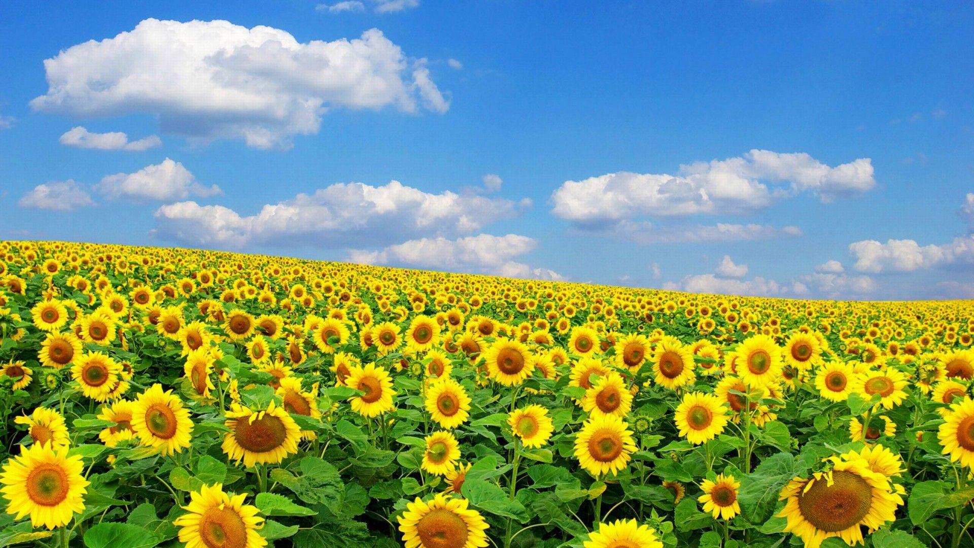 Field Of Sunflowers Wallpaper HD For Desktop and Mobile