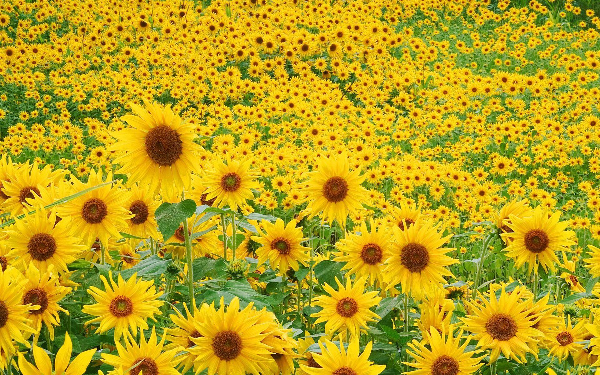 Sunflower Field # 1920x1200. All For Desktop