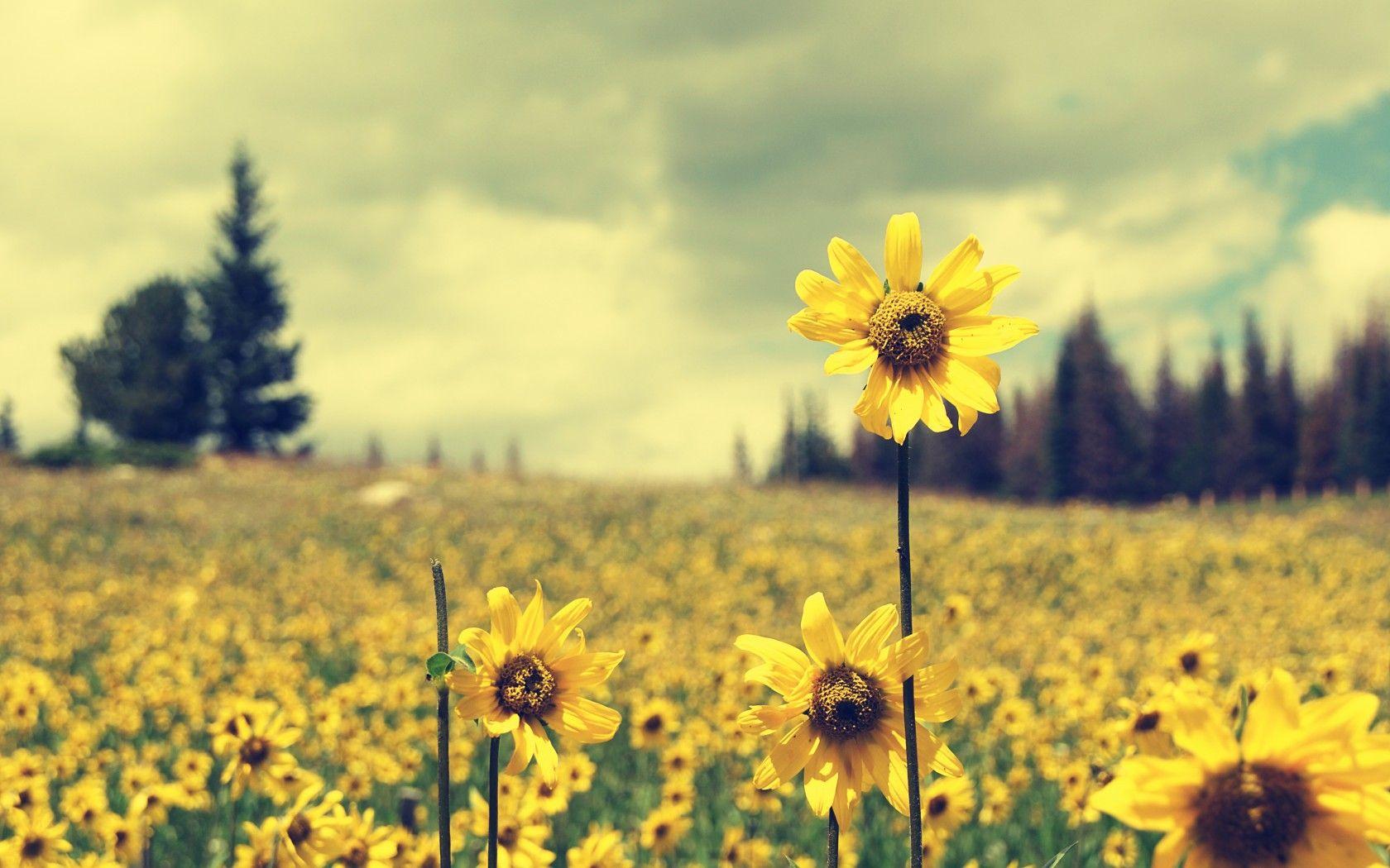 Group of Sunflowers 1680X1050 Wallpaper Download