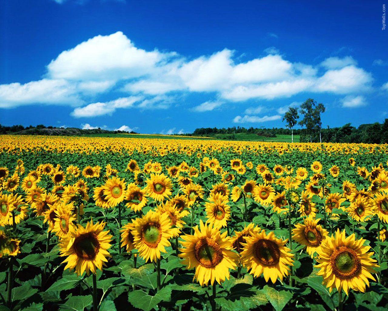 [ Desktop Wallpaper Sunflowers ]. Sunflowers Field HD