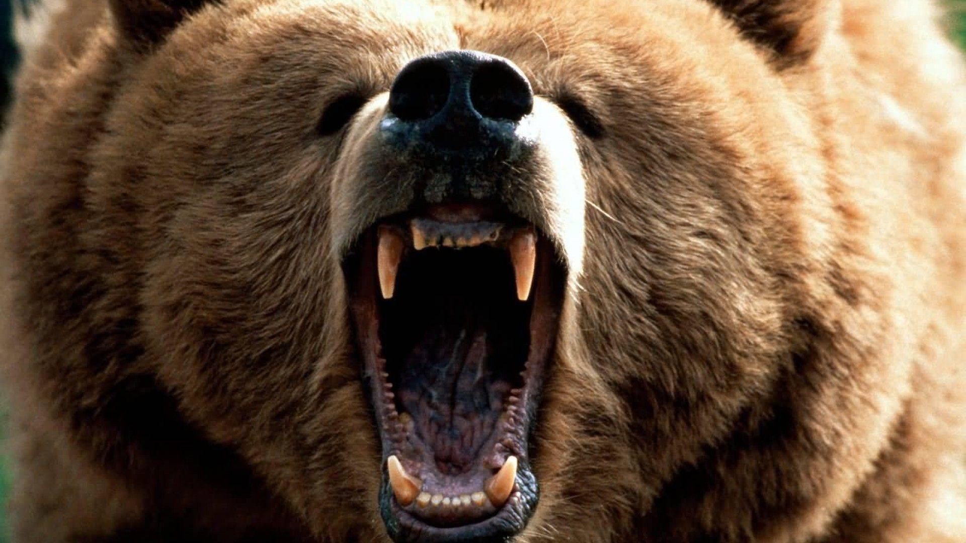JPZ 16: Grizzly Bear Wallpaper, Picture Of Grizzly Bear HQFX, 33