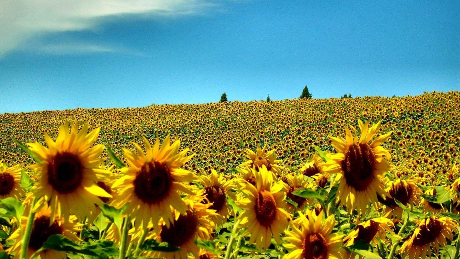 Sunflower Tag wallpaper: Sunset Flower Love Sunflower