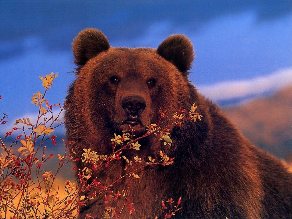 Grizzly Bear Face On (wallpaper size). Grizzly Bears