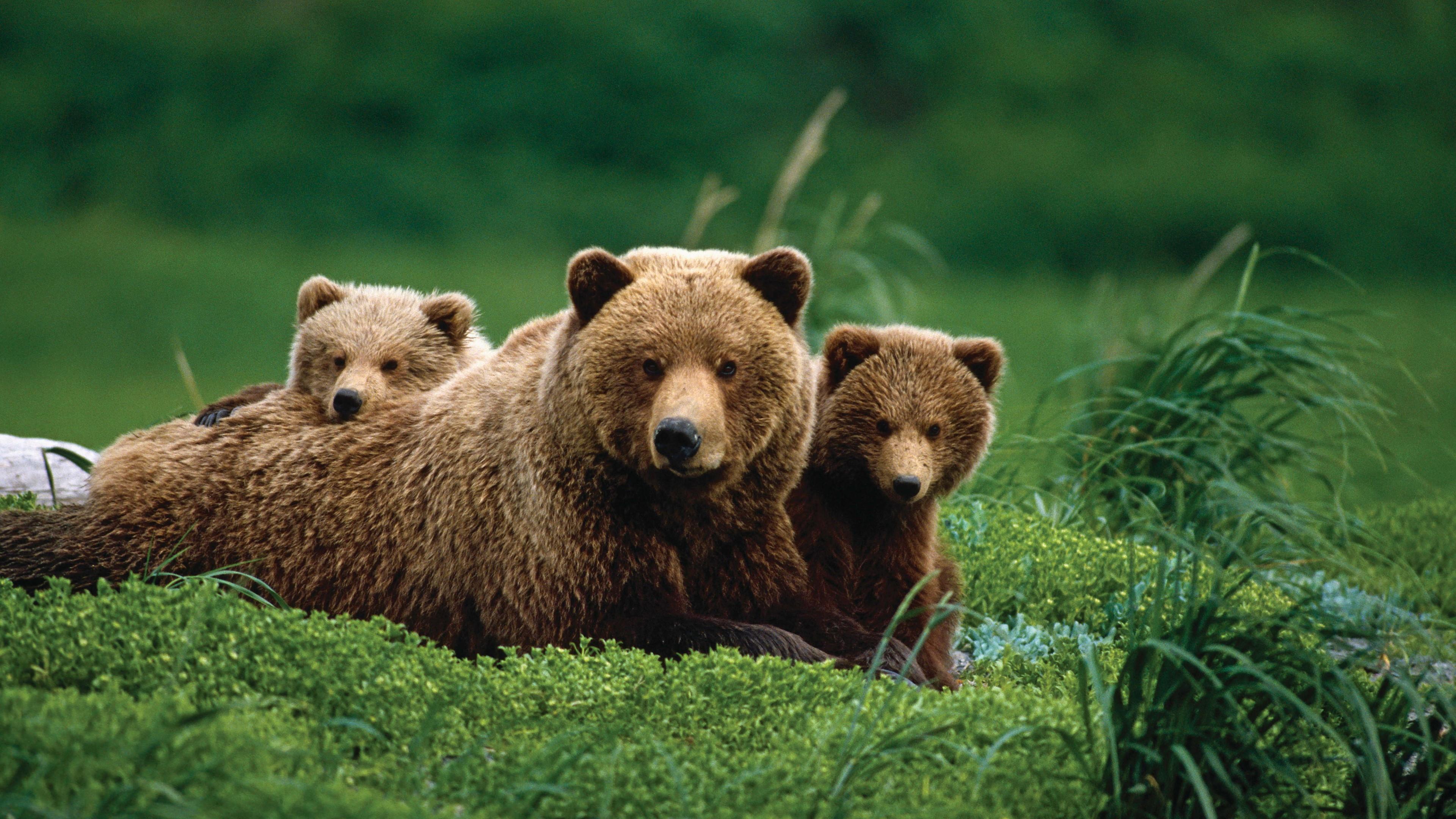 Mama Bear With Two Grizzly Bear Cubes Wallpaper. Wallpaper Studio