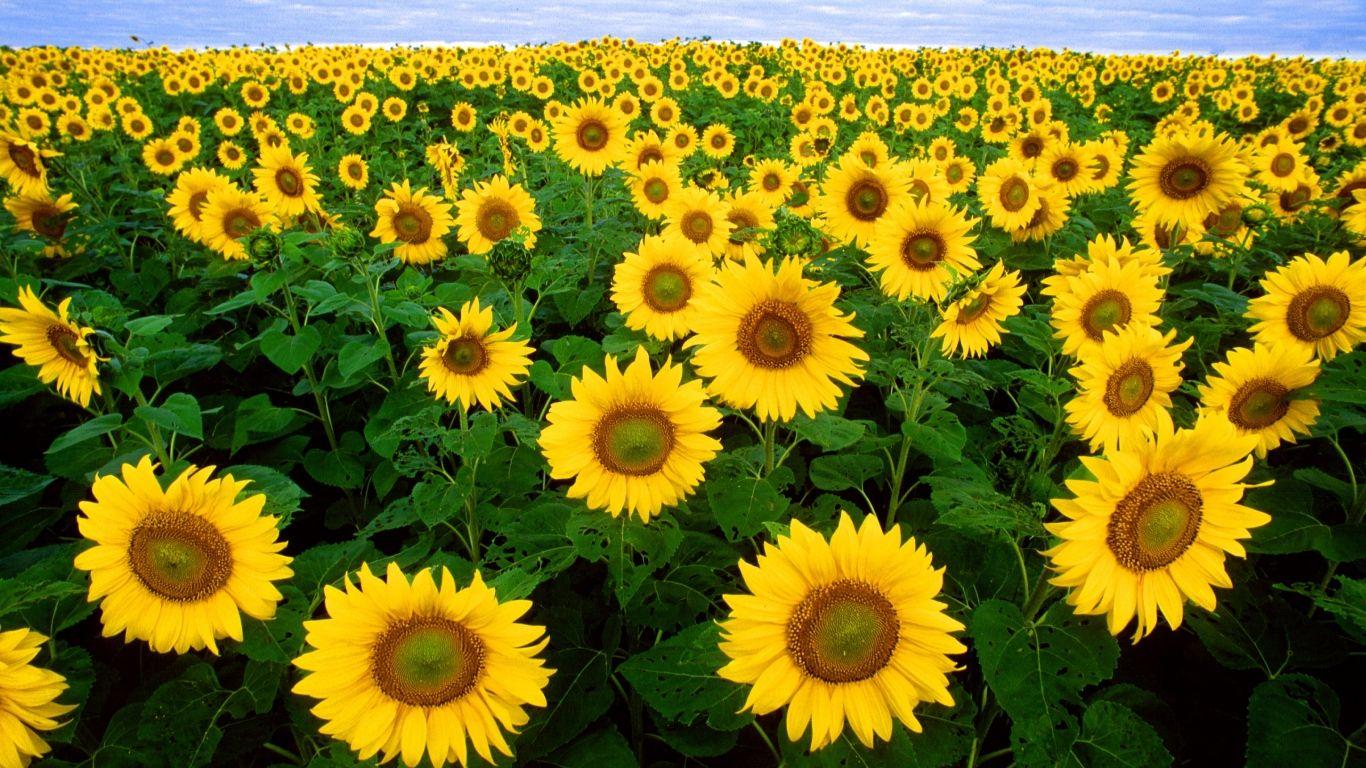 Download Wallpaper 1366x768 Sunflowers, Field, Summer, Green, Sky
