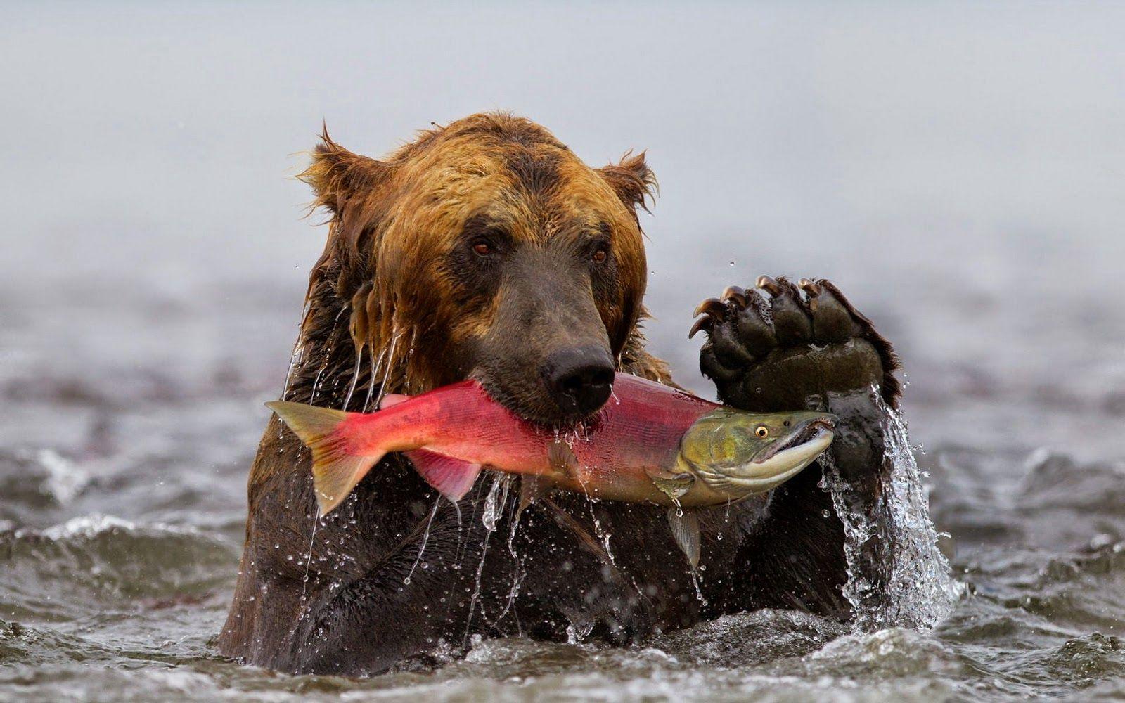 Grizzly bear with big fish in mouth. HD Animals Wallpaper