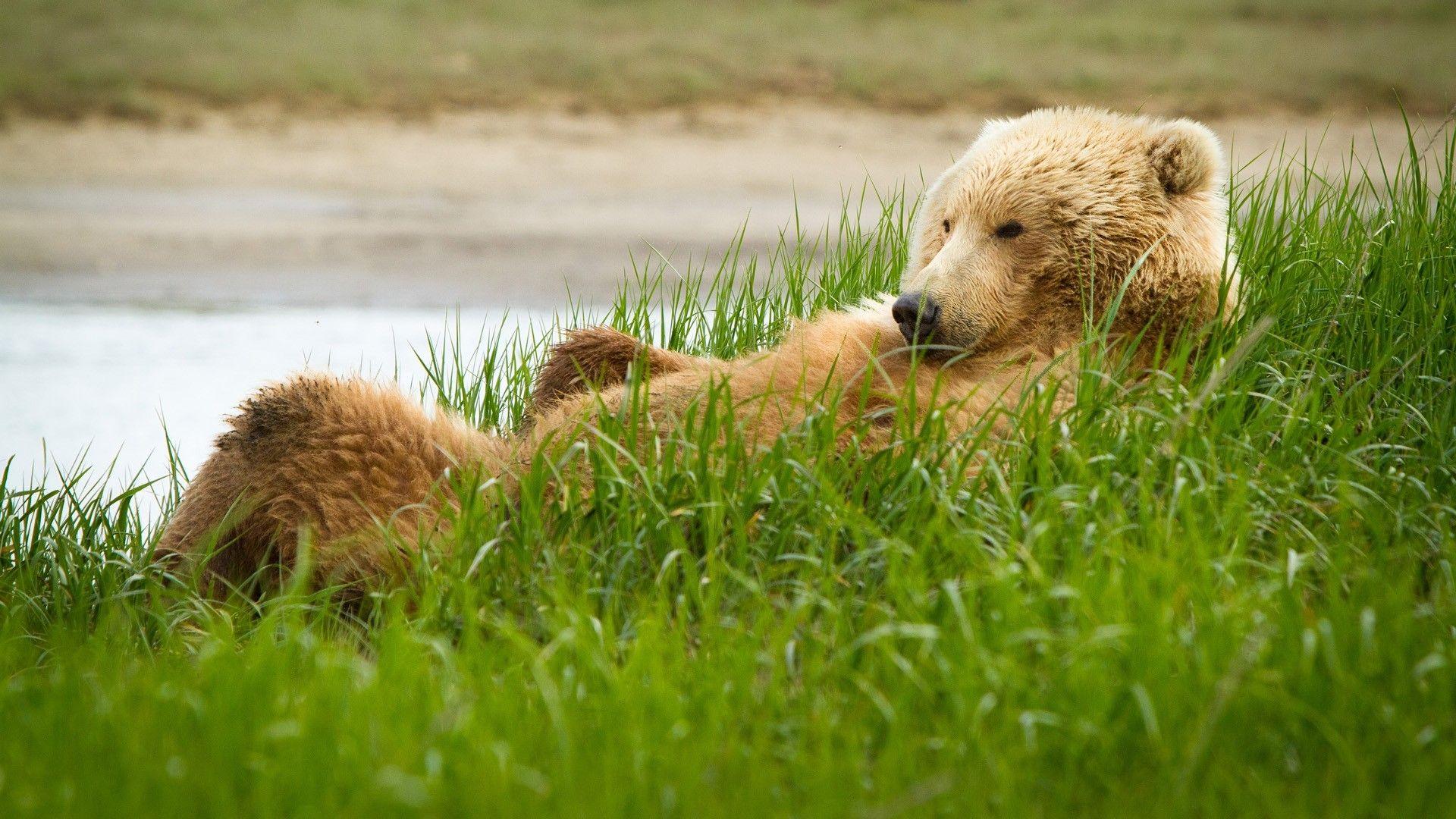 Download Wallpaper 1920x1080 Grizzly, Bear, Grass, Lie, Funny Full