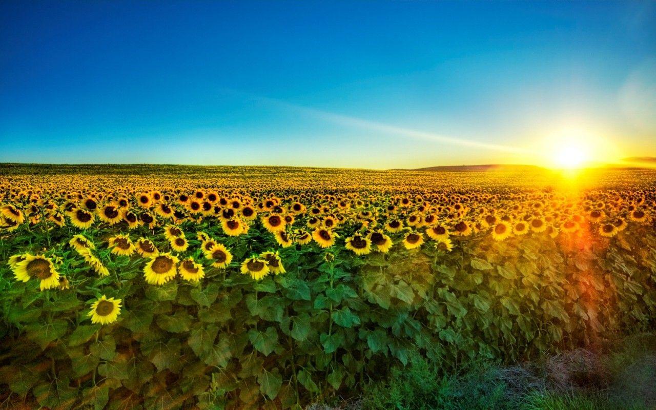 Fields: Sunflower Field Sunrise Flower Sunflowers Fields Desktop