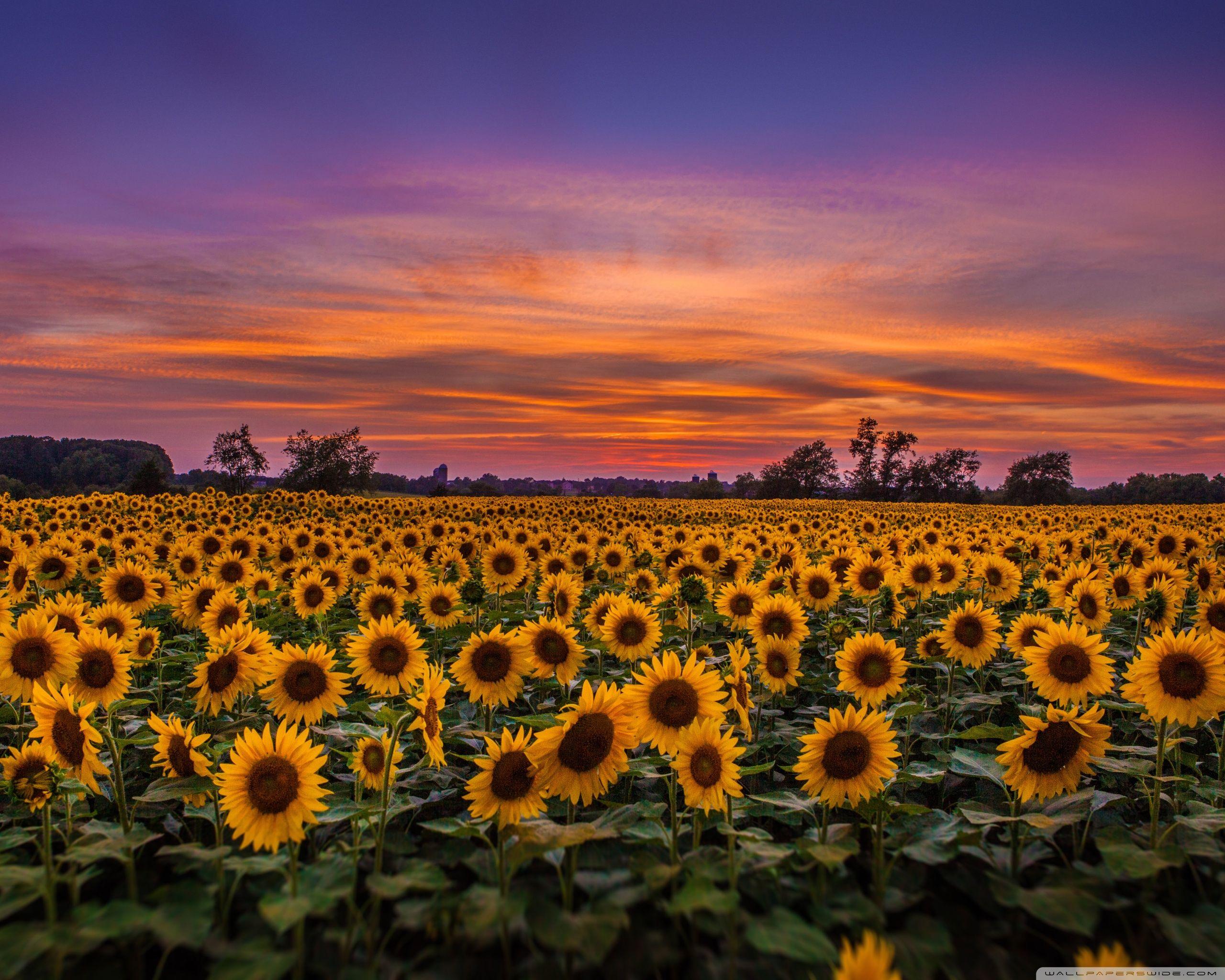 Field Of Sunflowers Wallpapers - Wallpaper Cave