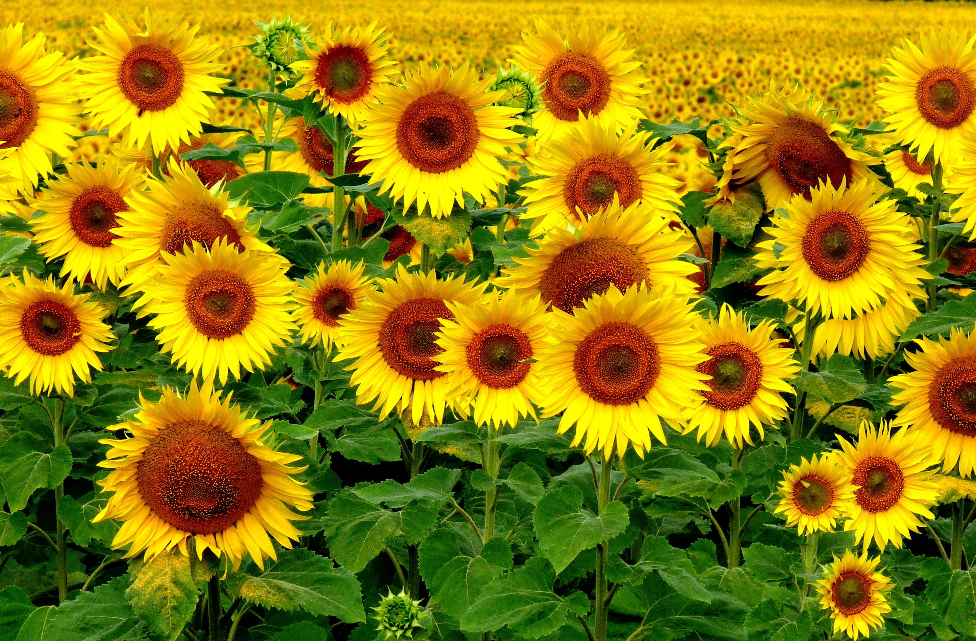 Wallpaper Field, Sunflowers, Landscape HD, Picture, Image
