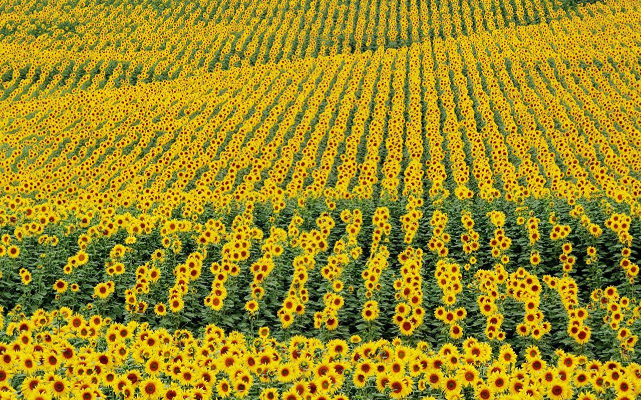 Photos Fields Flowers Sunflowers