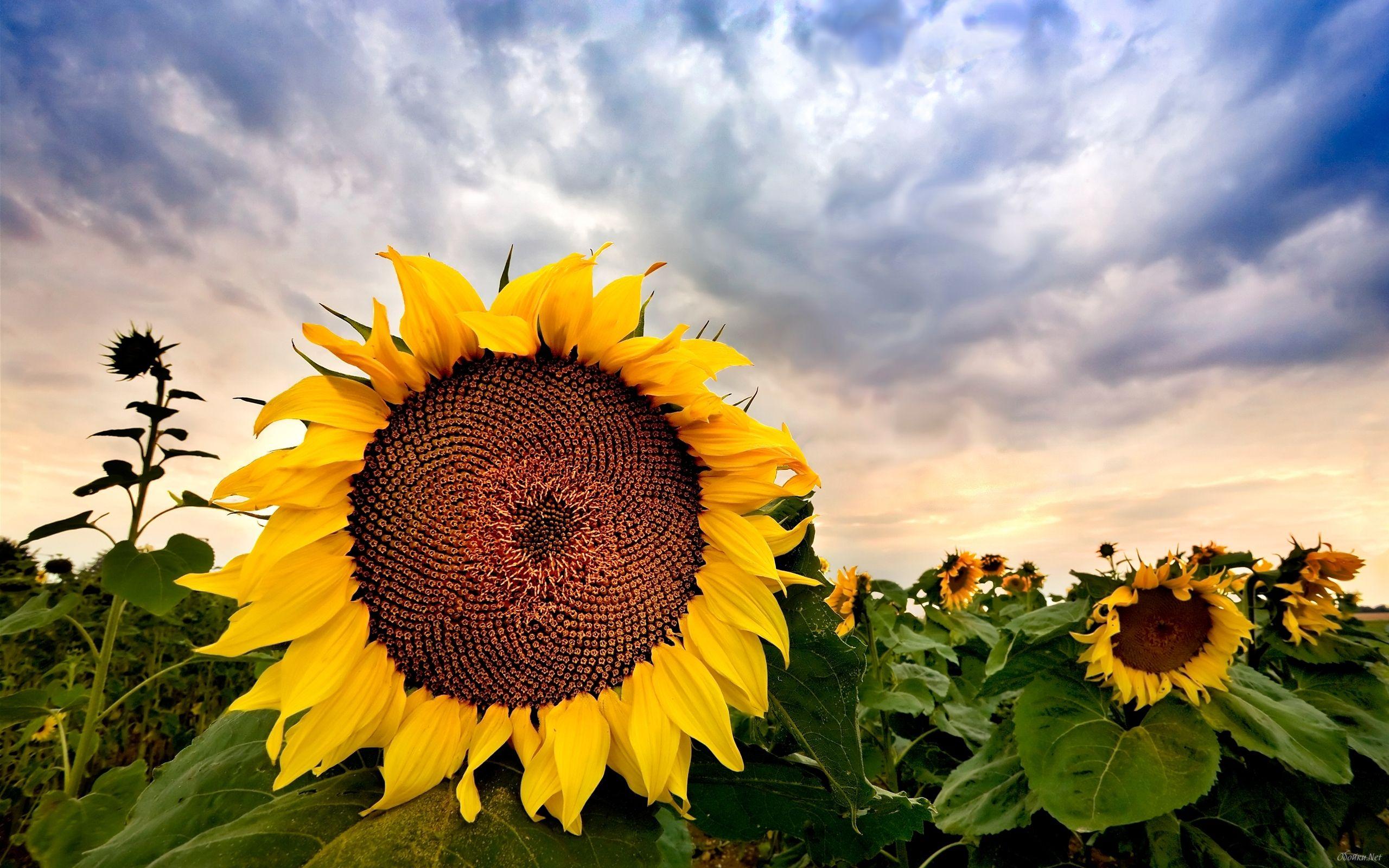 Field of sunflowers, wallpaper with nature. HD Desktop Wallpaper