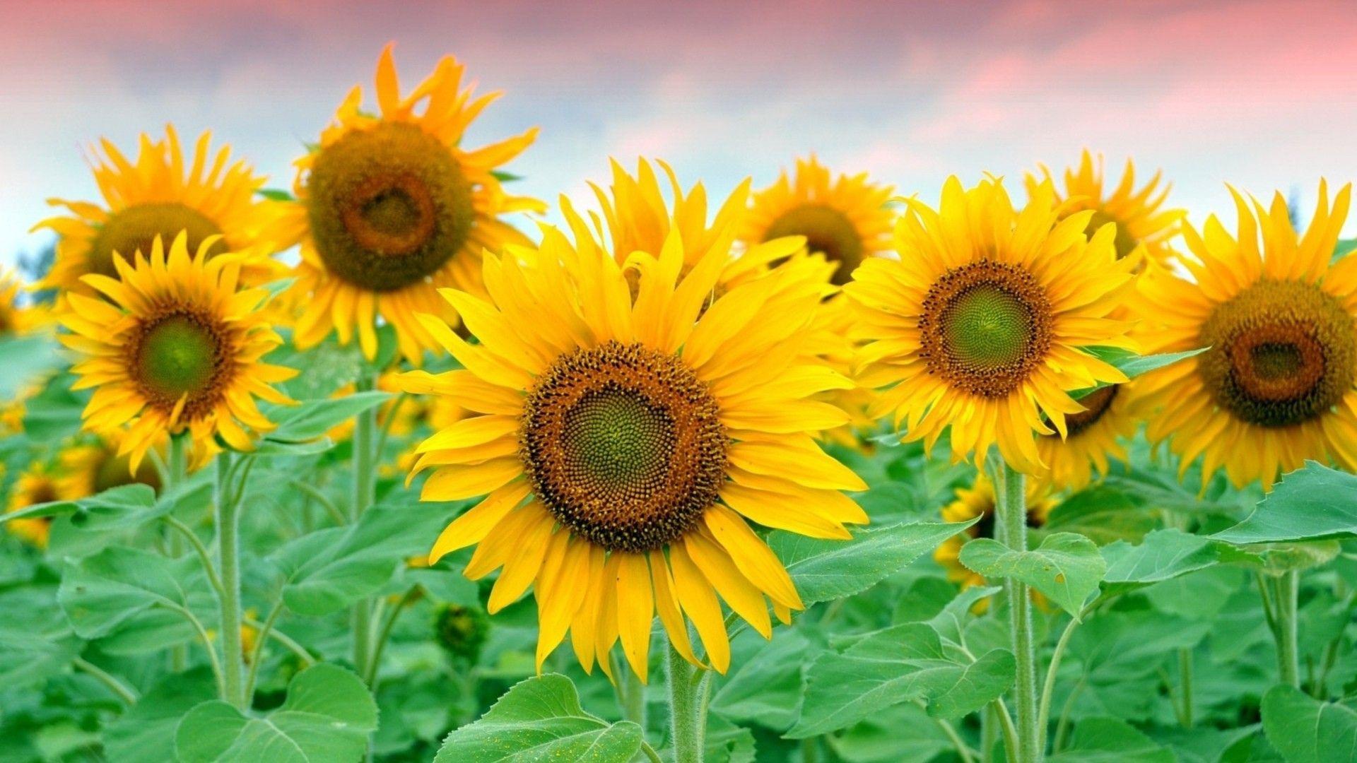 Flowers: Field Yellow Sunflowers Petals Plants Desktop Wallpaper