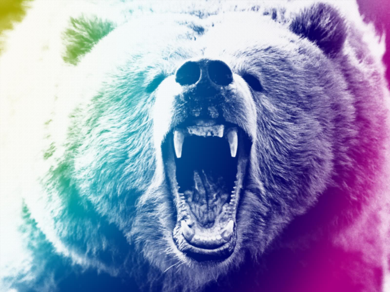 Bear Grizzly Bear HD wallpaper