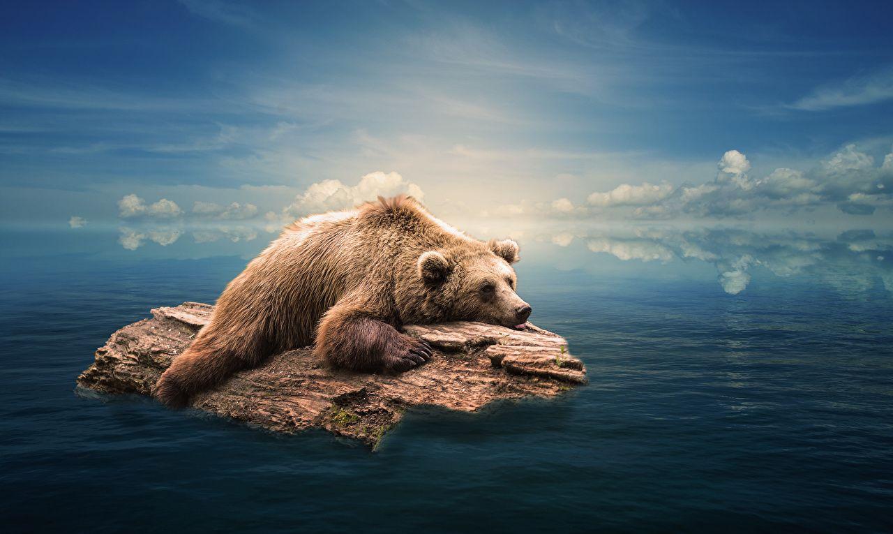 Wallpaper Grizzly Bears Wood log Water Animals