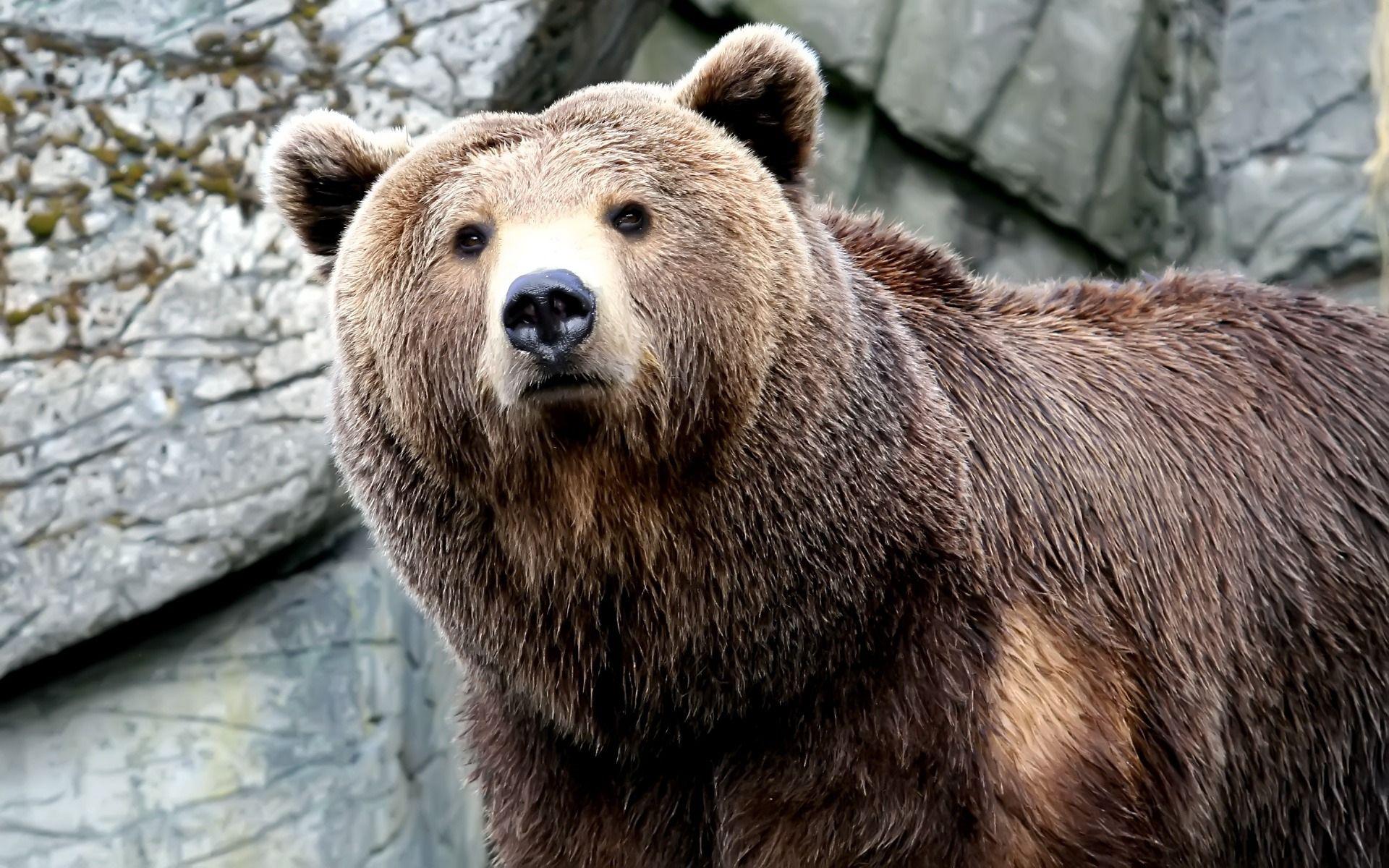 Grizzly Bear Wallpaper Image Photo Picture Background