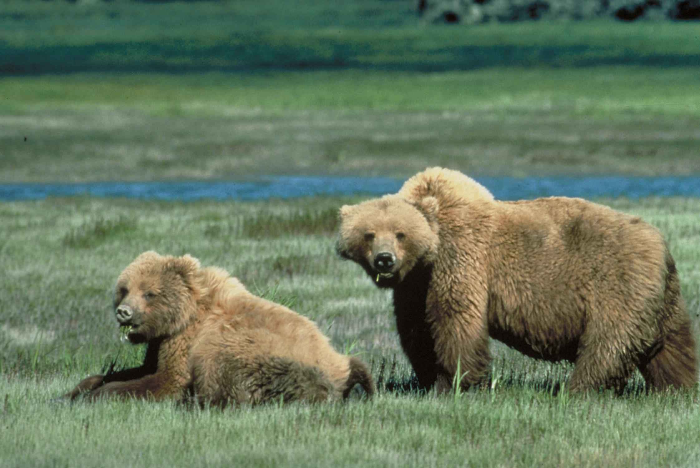 Grizzly Bears HD Wallpaper
