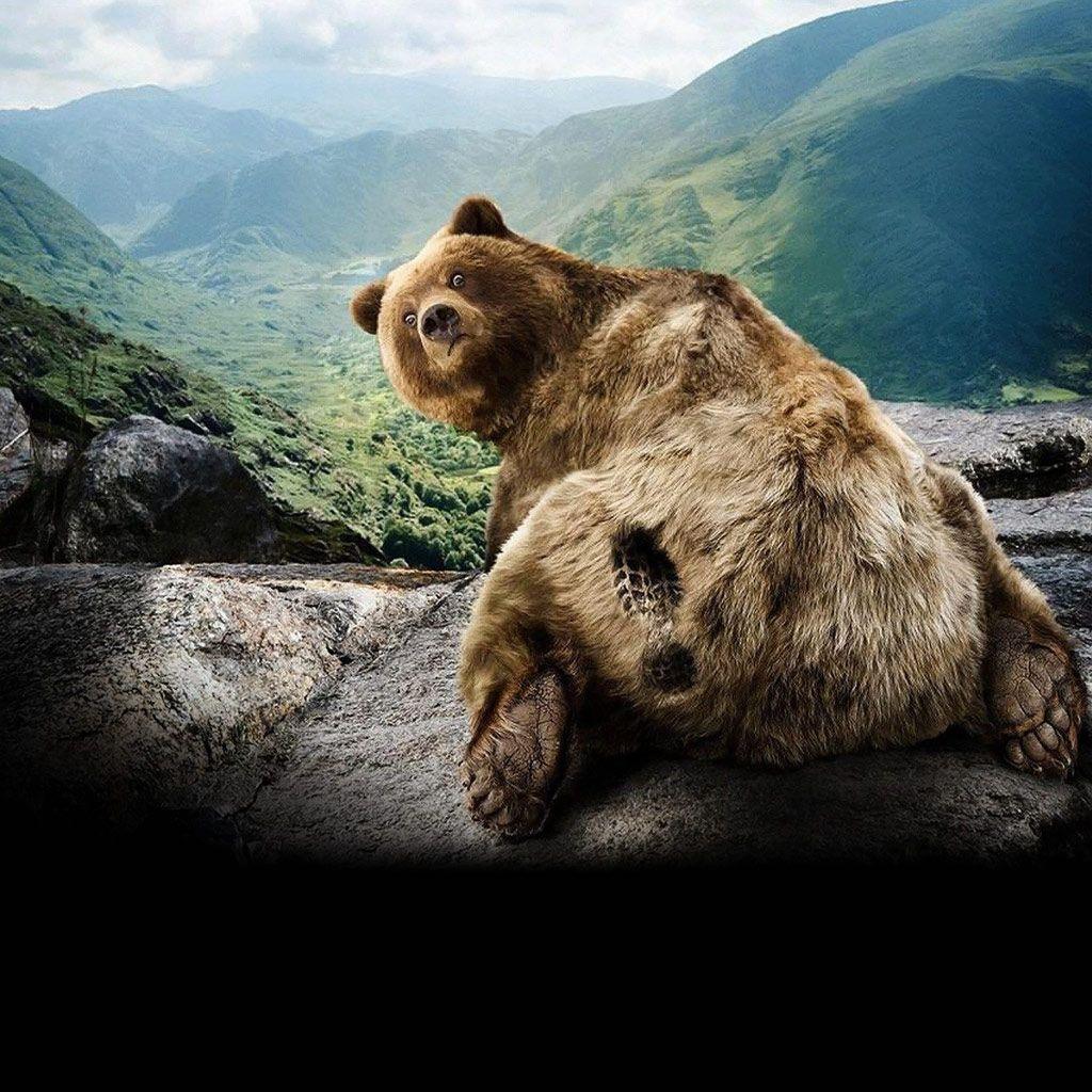 grizzly bear background