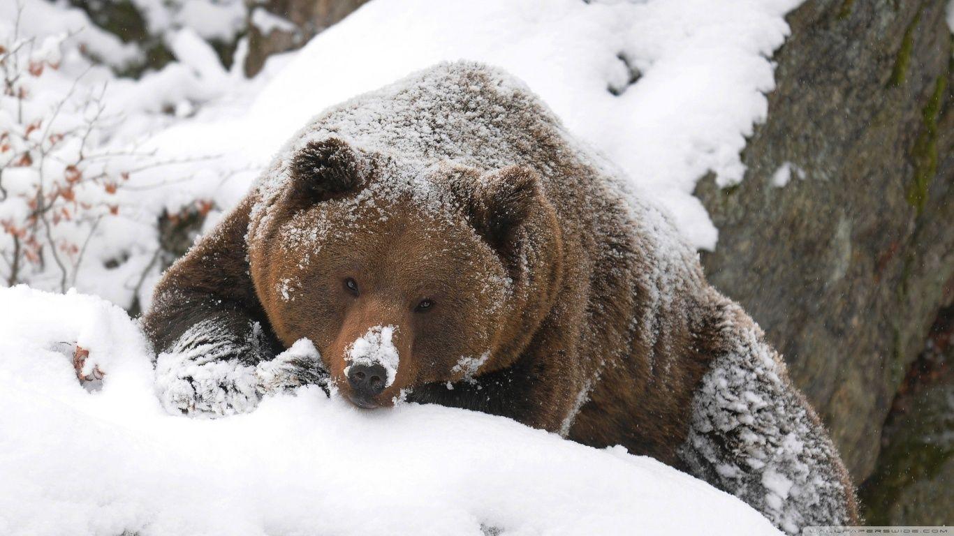 Grizzly Bear In The Snow ❤ 4K HD Desktop Wallpaper for 4K Ultra