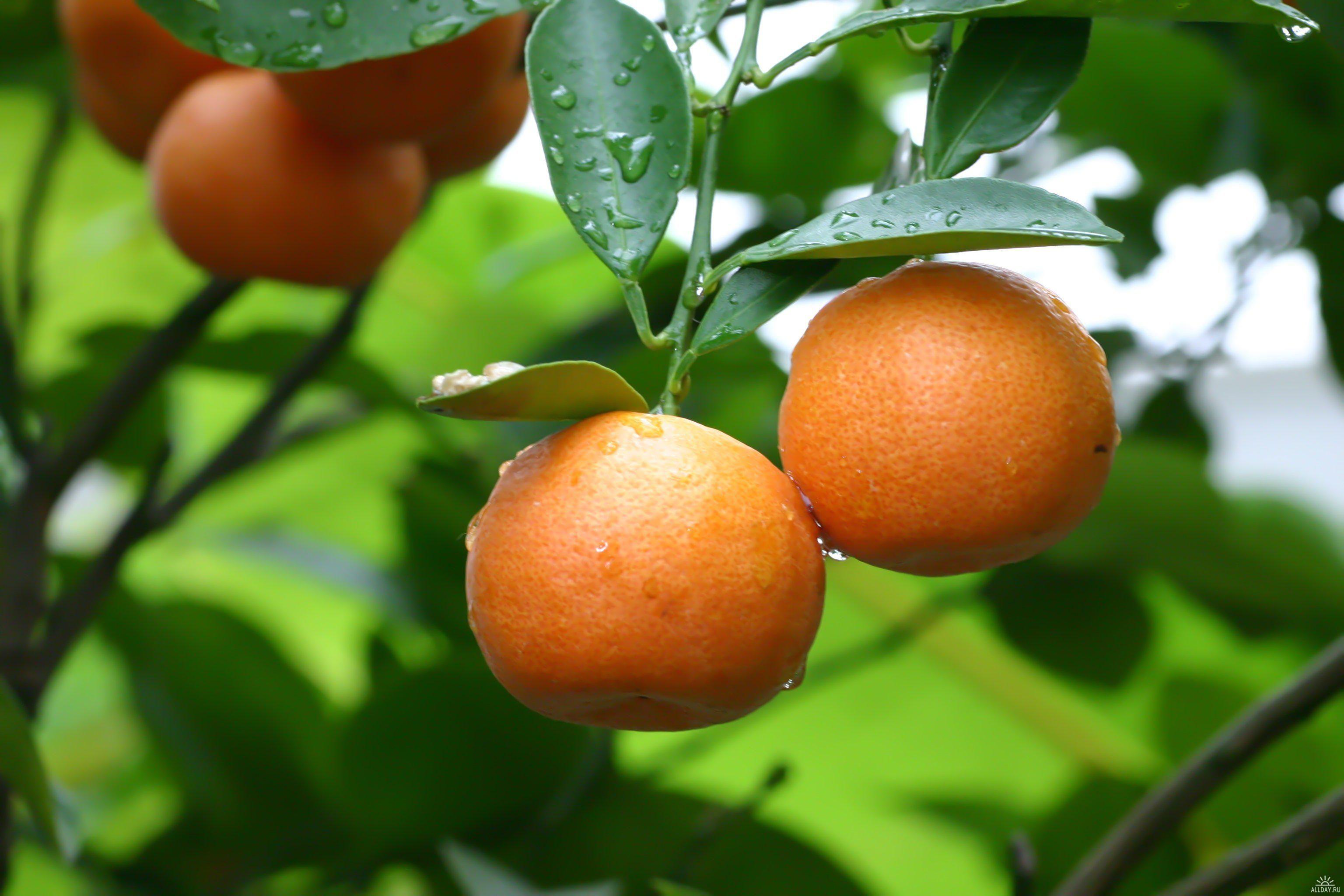 Orange fruit Food Fruit Citrus