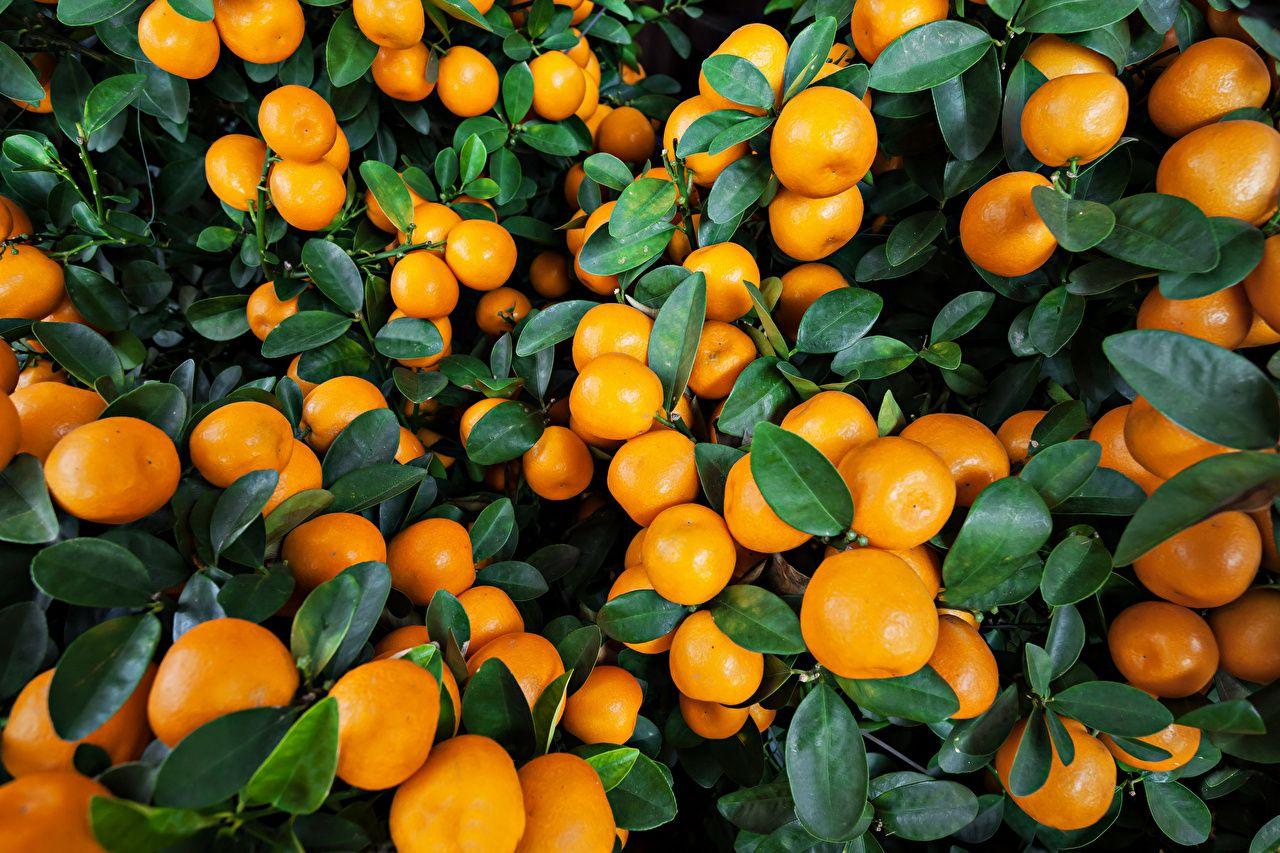 Wallpaper Foliage Mandarine Food Many Citrus