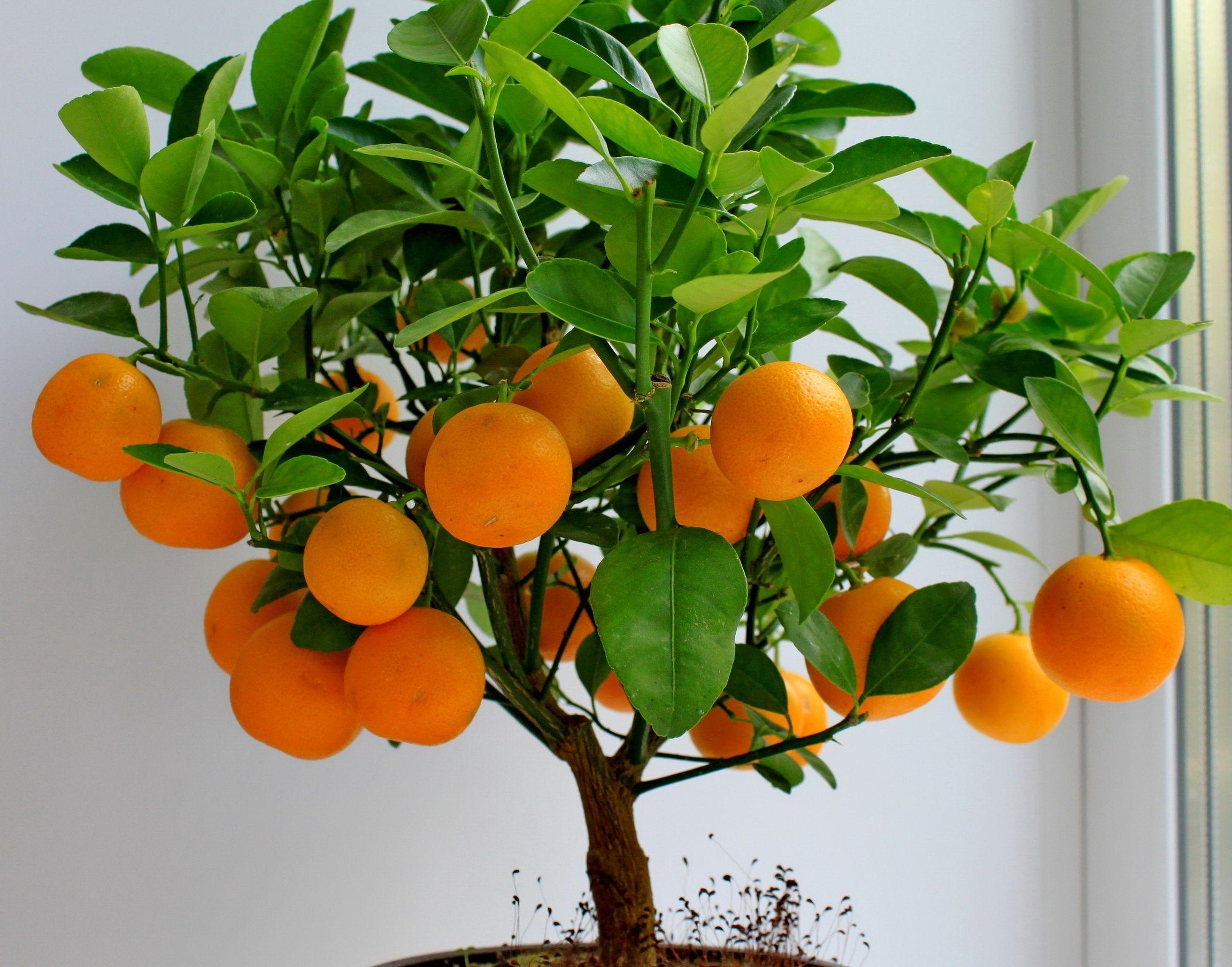 Wallpaper Fruit, Citrus, Mandarin, Leaves, Tree HD, Picture, Image