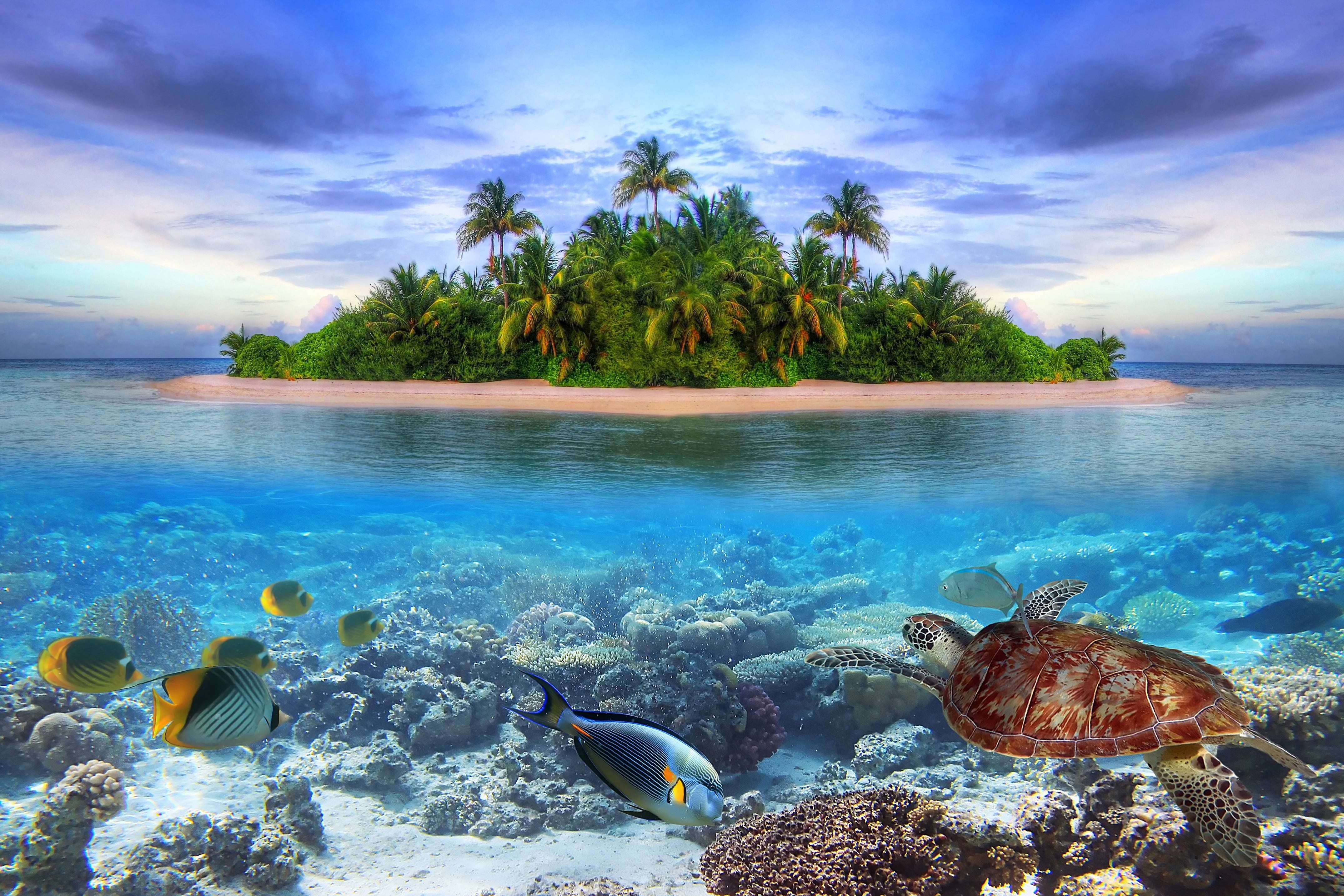 mobile, island, sea, life, on, fish, underwater, in the, a, fresh