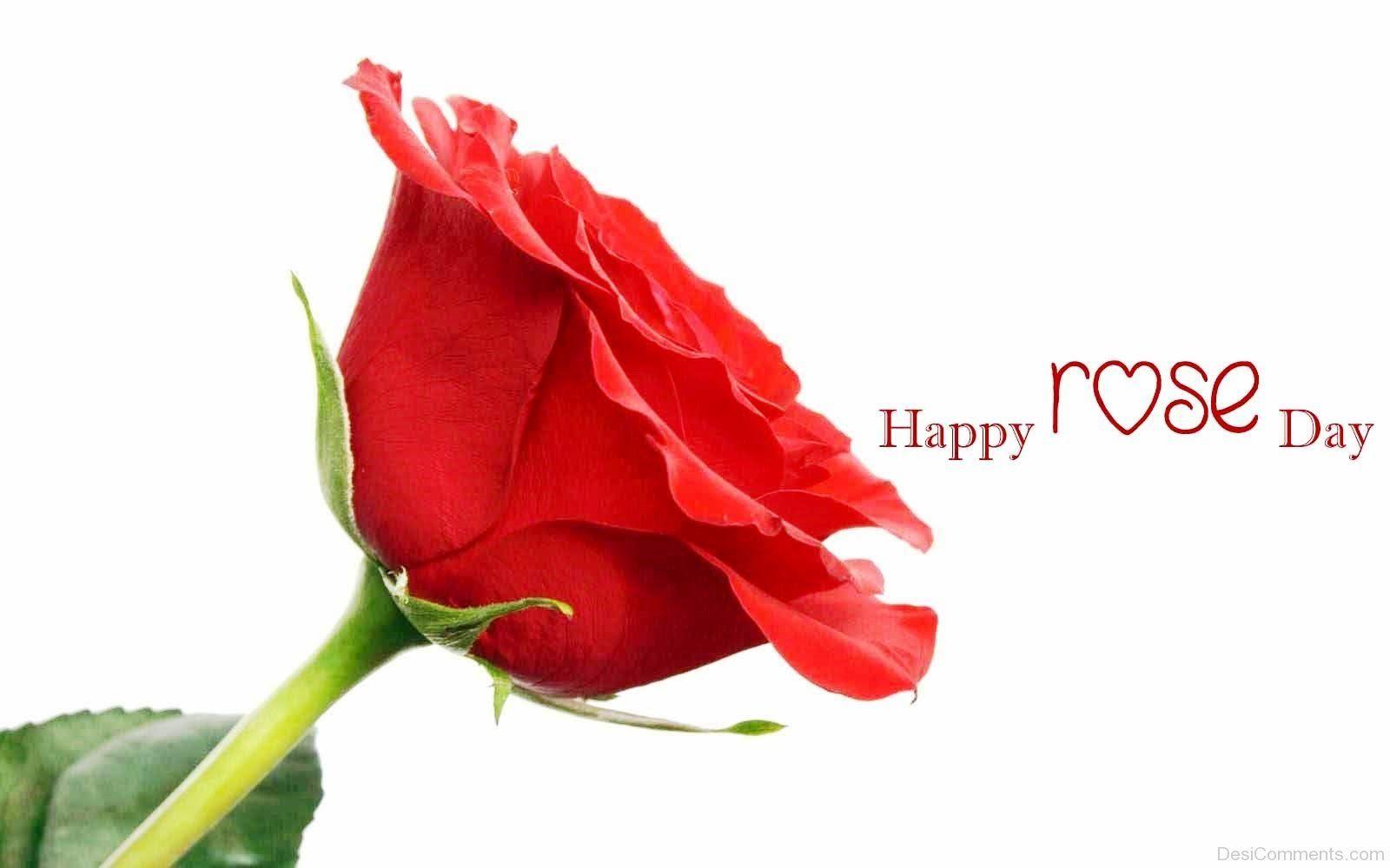 Rose Day Pictures, Image, Graphics for Facebook, Whatsapp