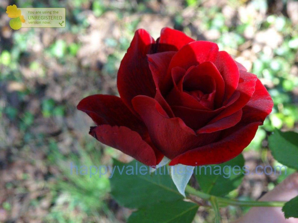 Happy Rose Day Image HD / pictures / Wallpapers 2018