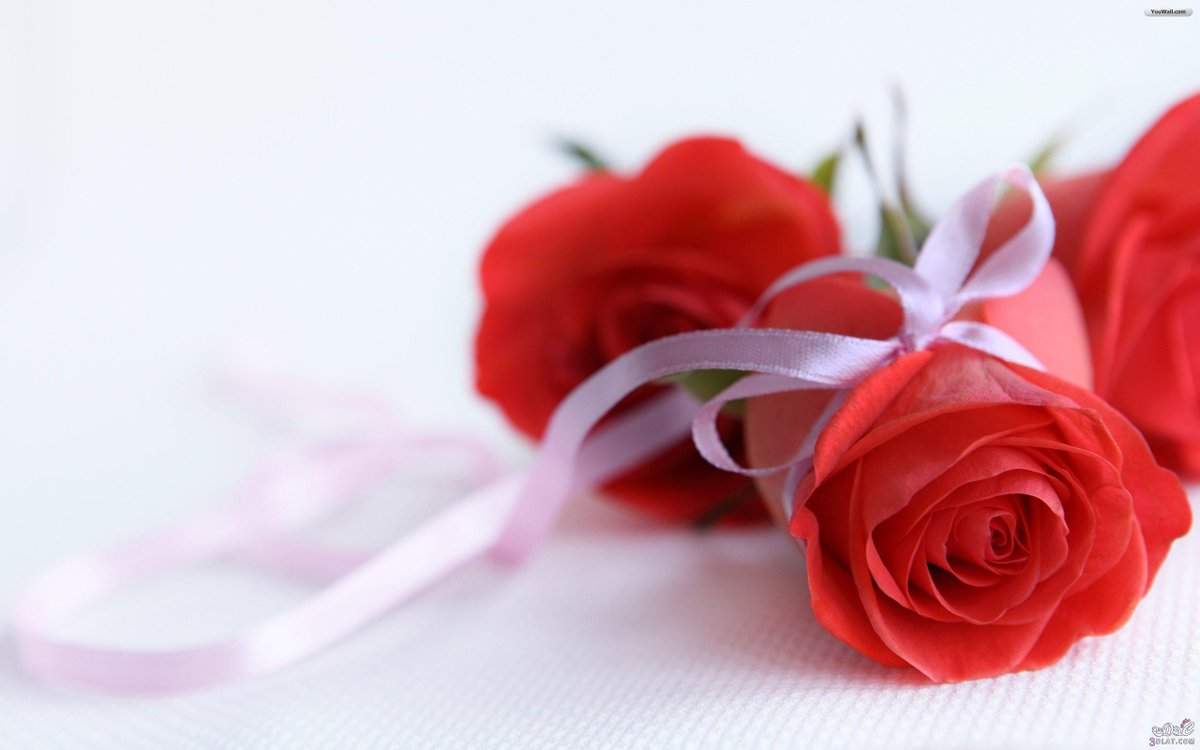 Happy Rose Day 2018, Rose Day Image, Messages, Wishes, Quotes