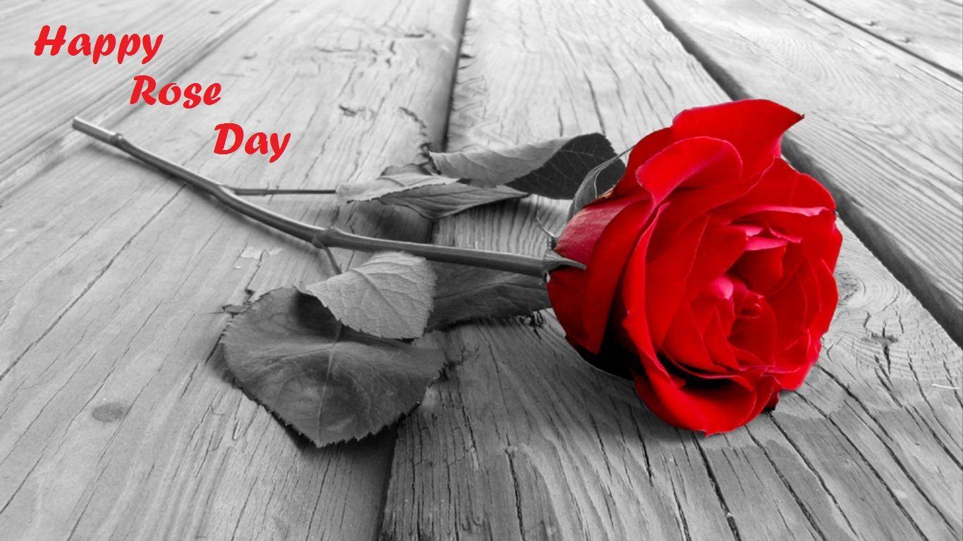 Happy Rose Day 2017 Wishes With Image