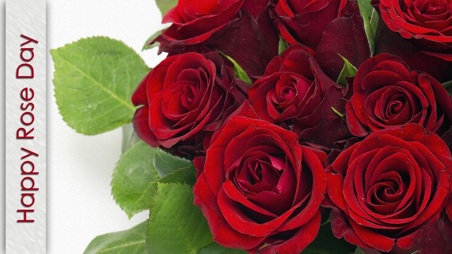 Rose Day, Image, Happy Rose Day, Quotes, Wishes, SMS, rose