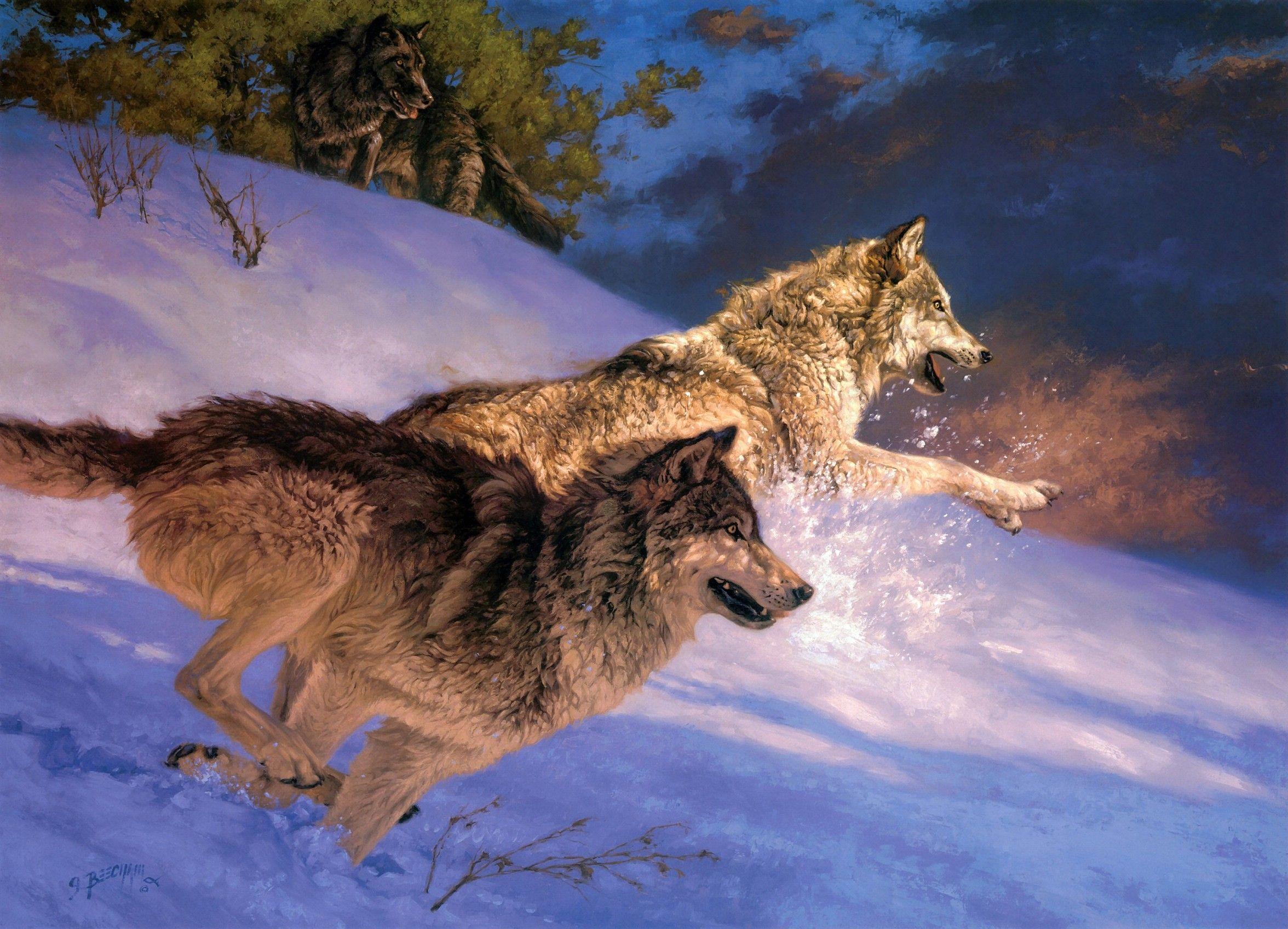paintings, snow, animals, jumping, running, wolves :: Wallpapers.