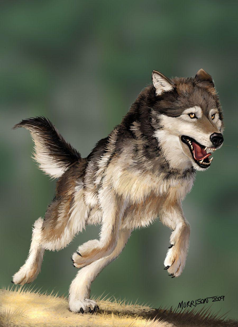 Wolf Pack Running Wallpaper
