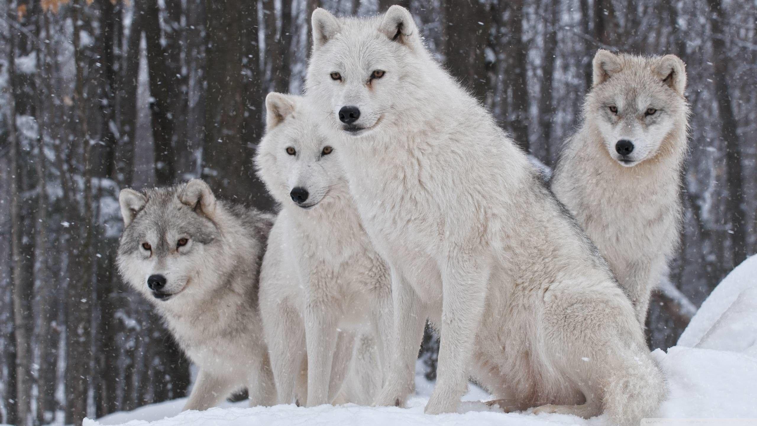 Pack of Wolves Wallpaper