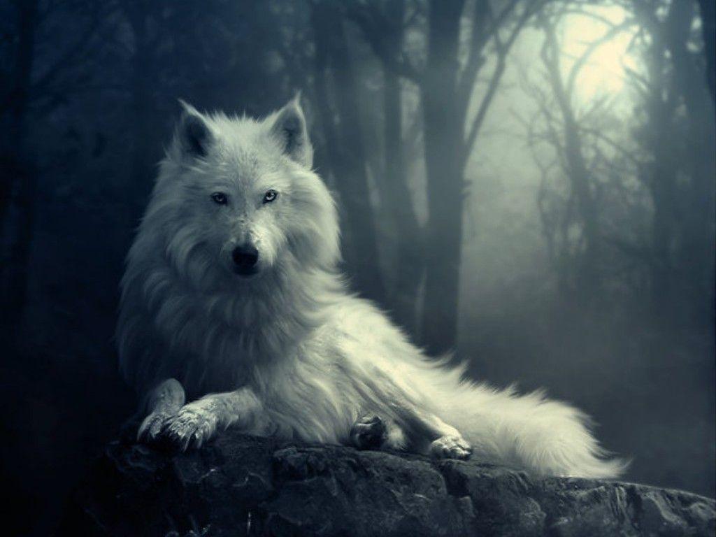 White Wolf Wallpaper, Top Beautiful White Wolf Wallpaper, 33 HD