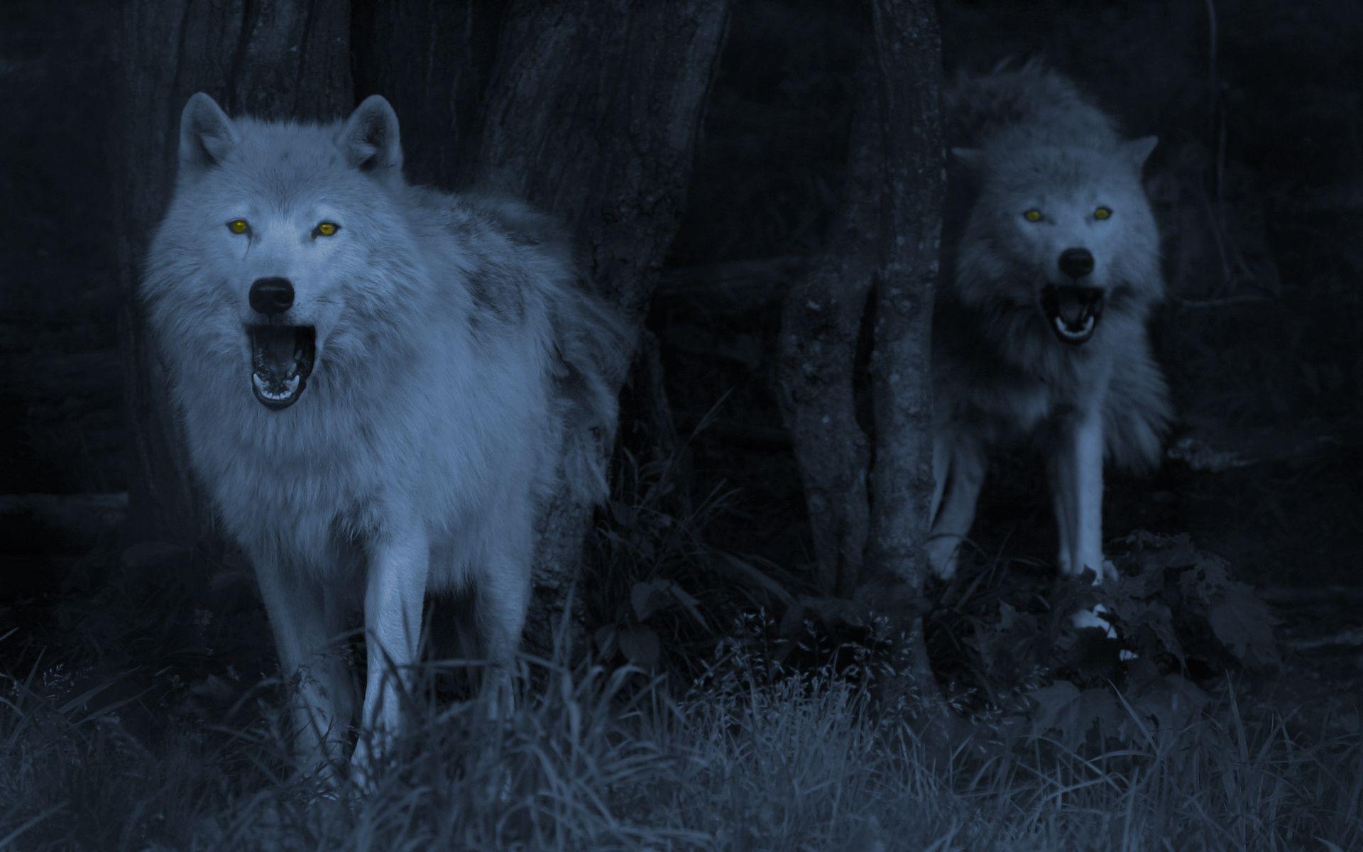 Wolf, Night, Amazing, Background, Photo, Wide, Hd, New, Wallpaper