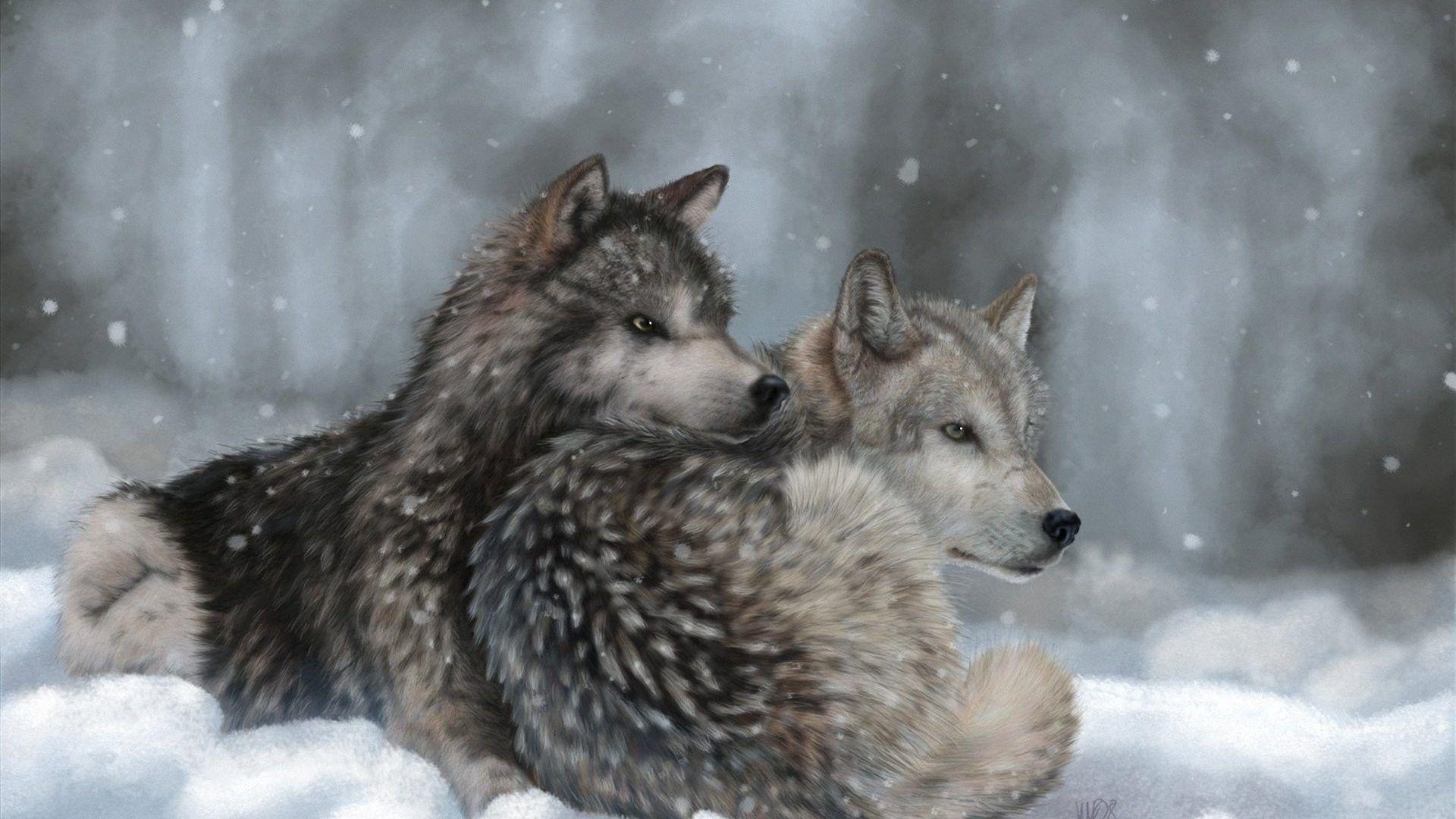 Wolf Tag wallpaper: Wolf Wolves Dogs Cute Image. Wolf