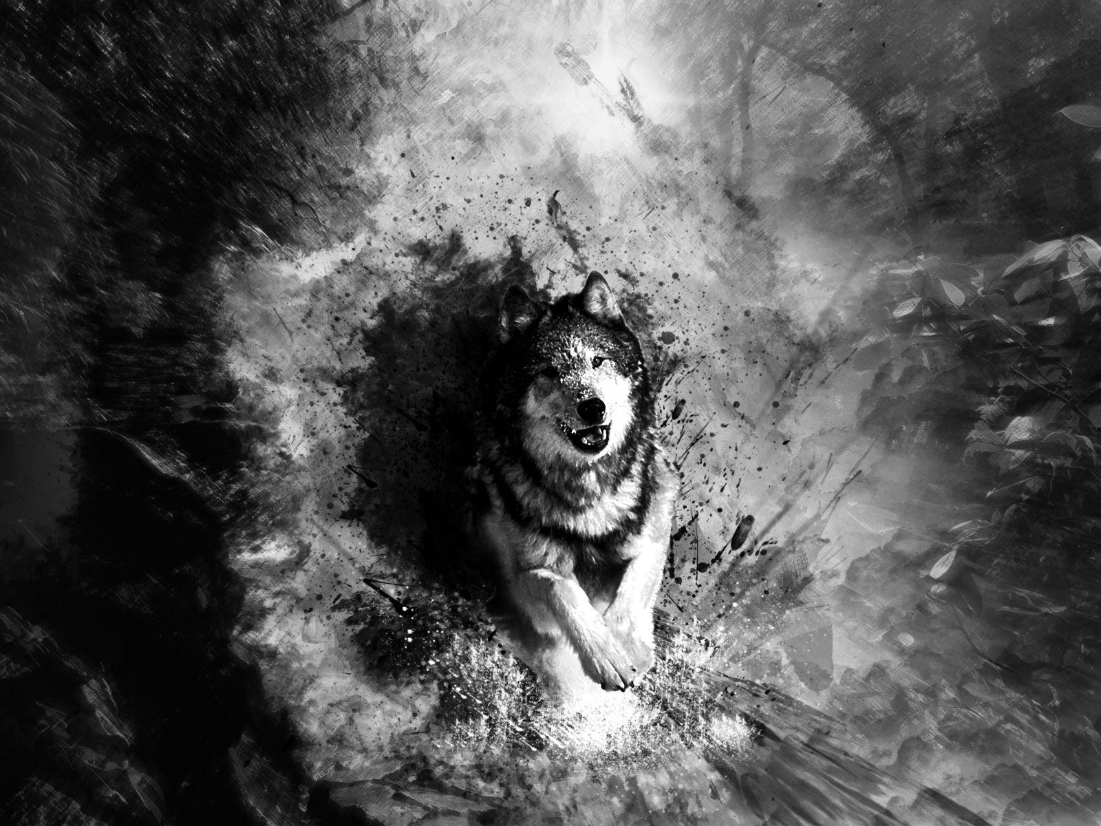 Black Wolf Wallpaper High Quality