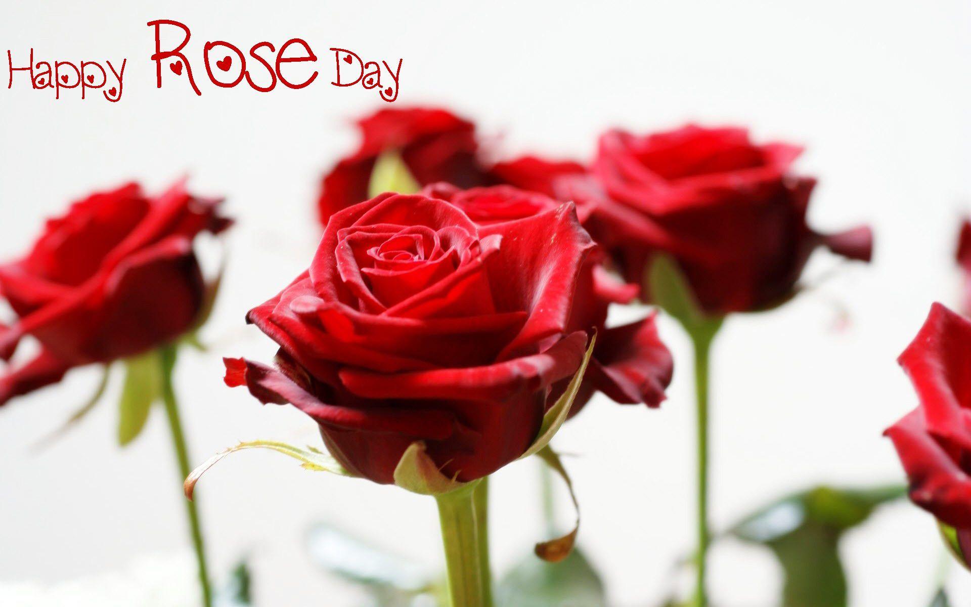 Rose Day - Valentine Day - 7 February 