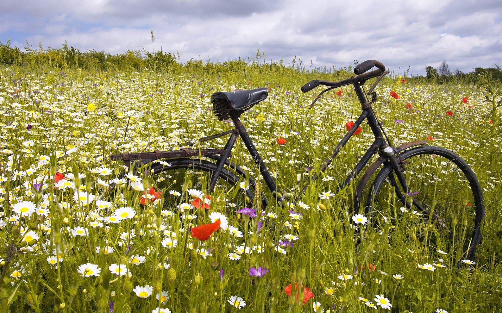 Vintage Bicycle between Daisy Flowers HD Wallpaper. HD Nature