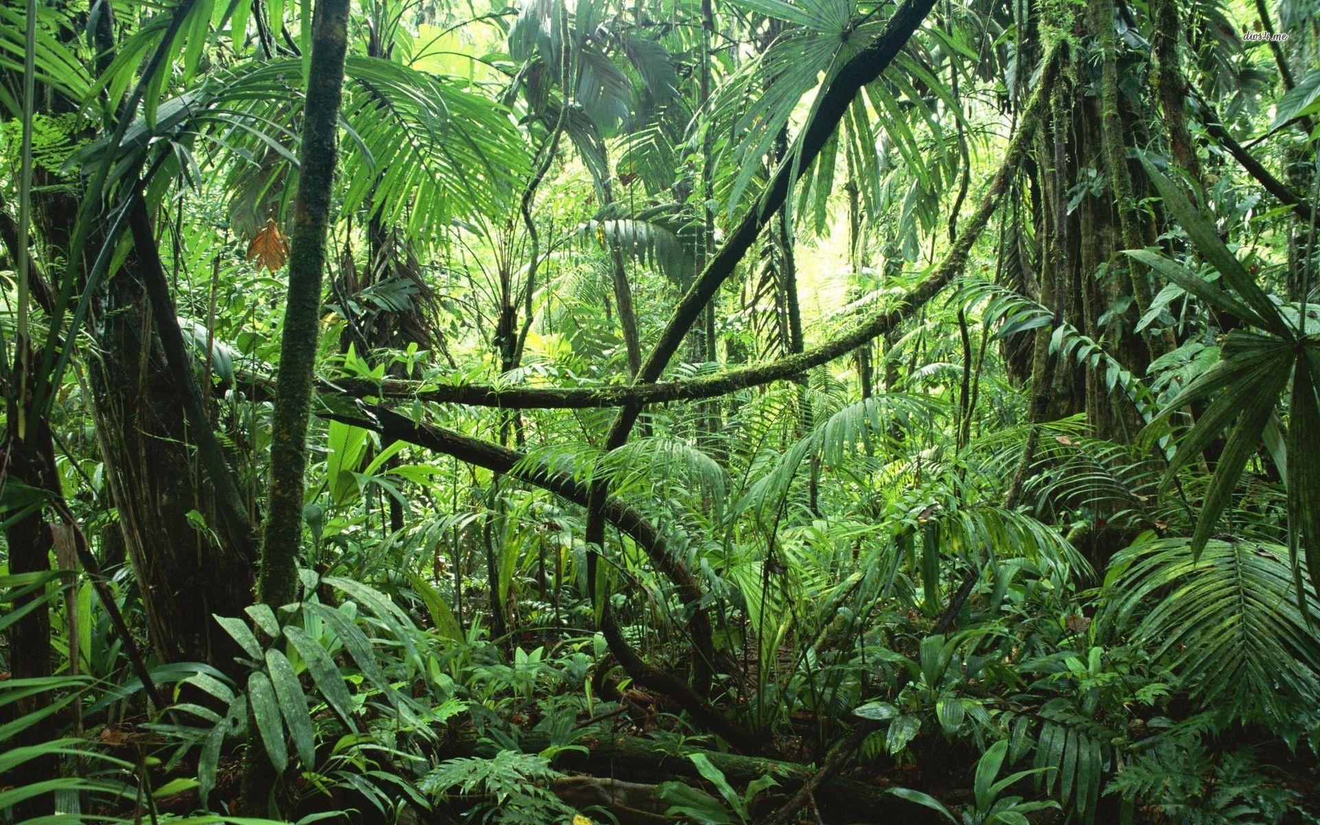 Rainforest Picture on MarkInternational.info