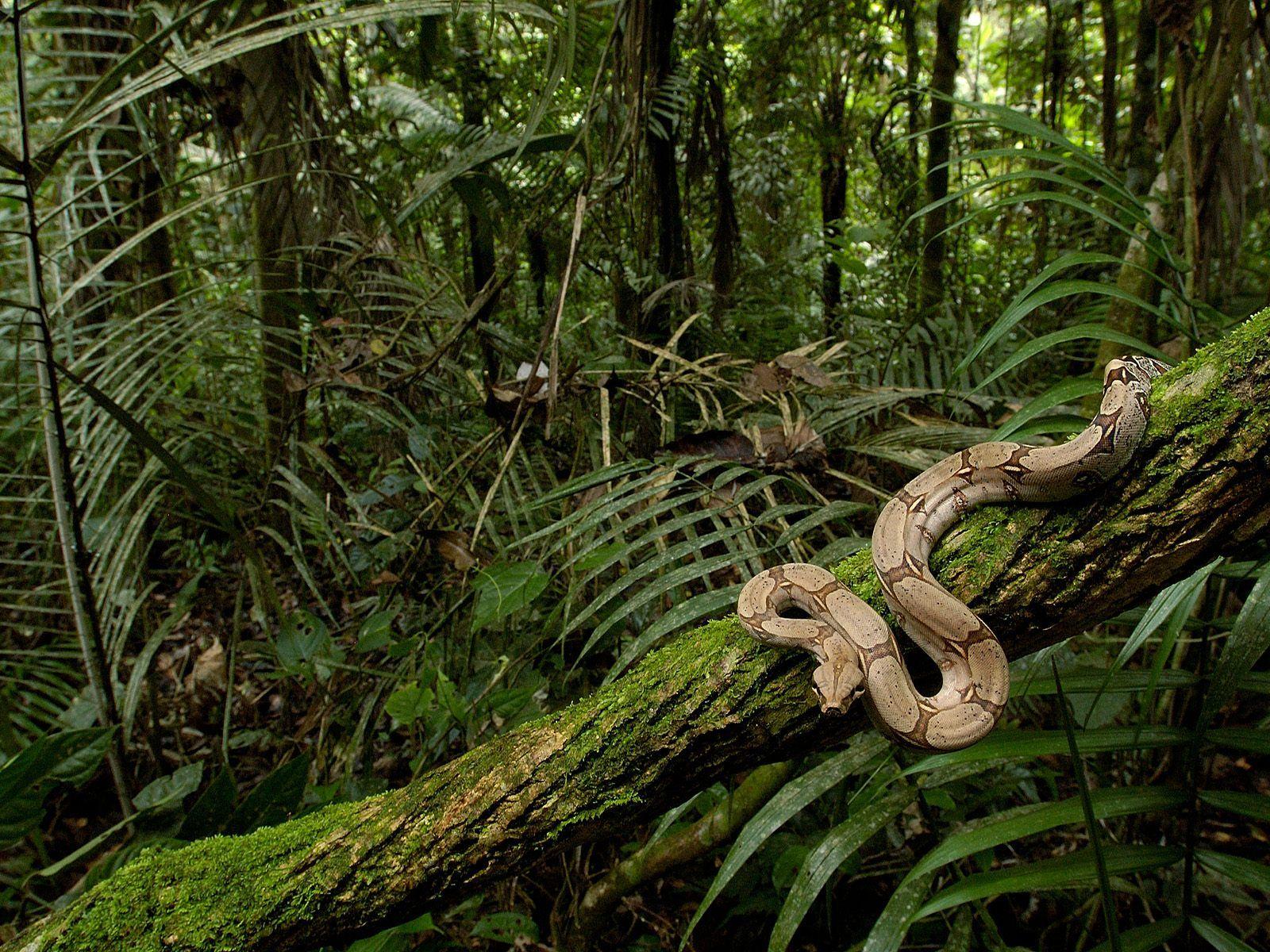Rainforest Image